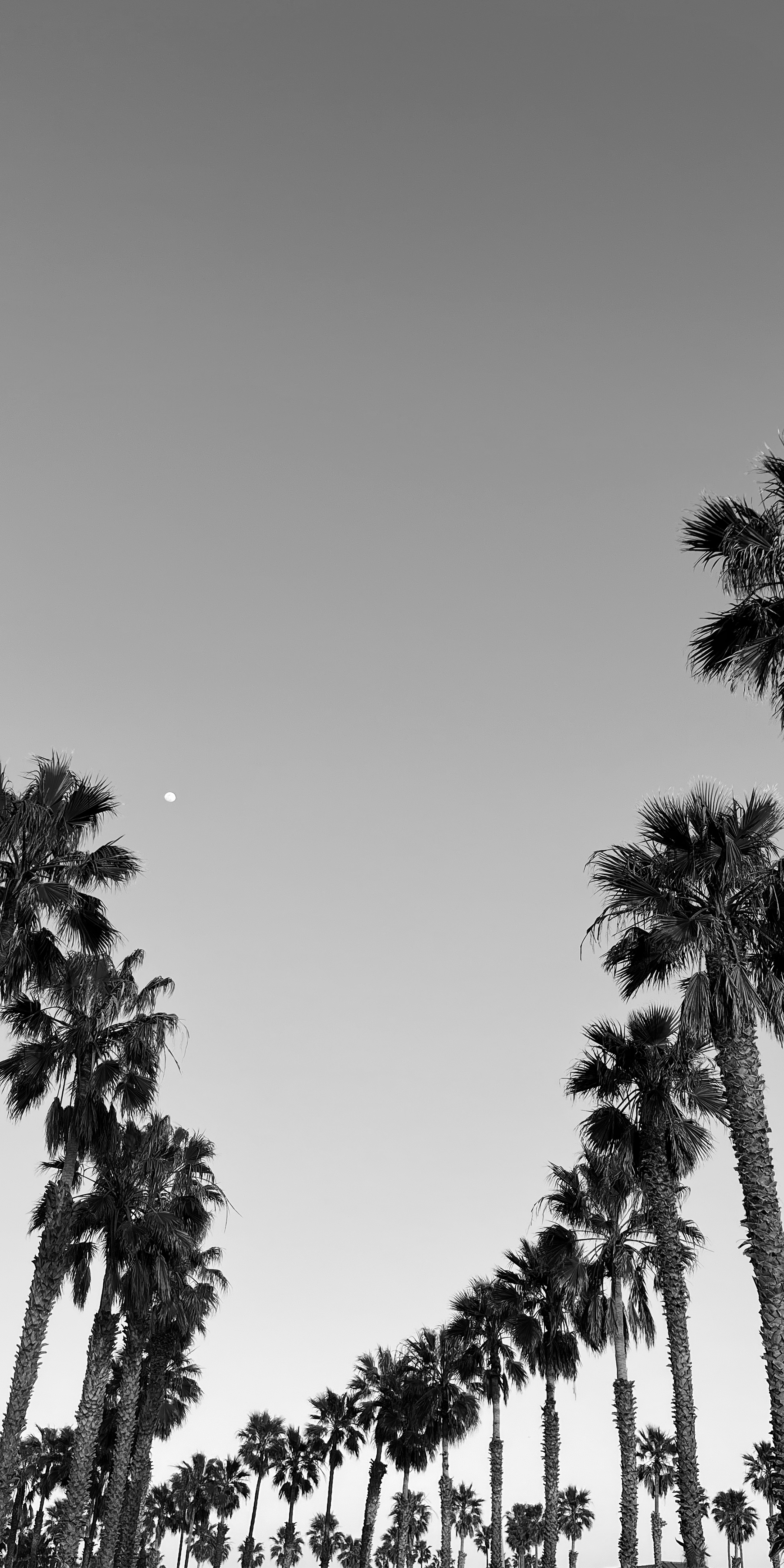 Black and white photo of tall palm trees lining a road with the moon visible in the sky.