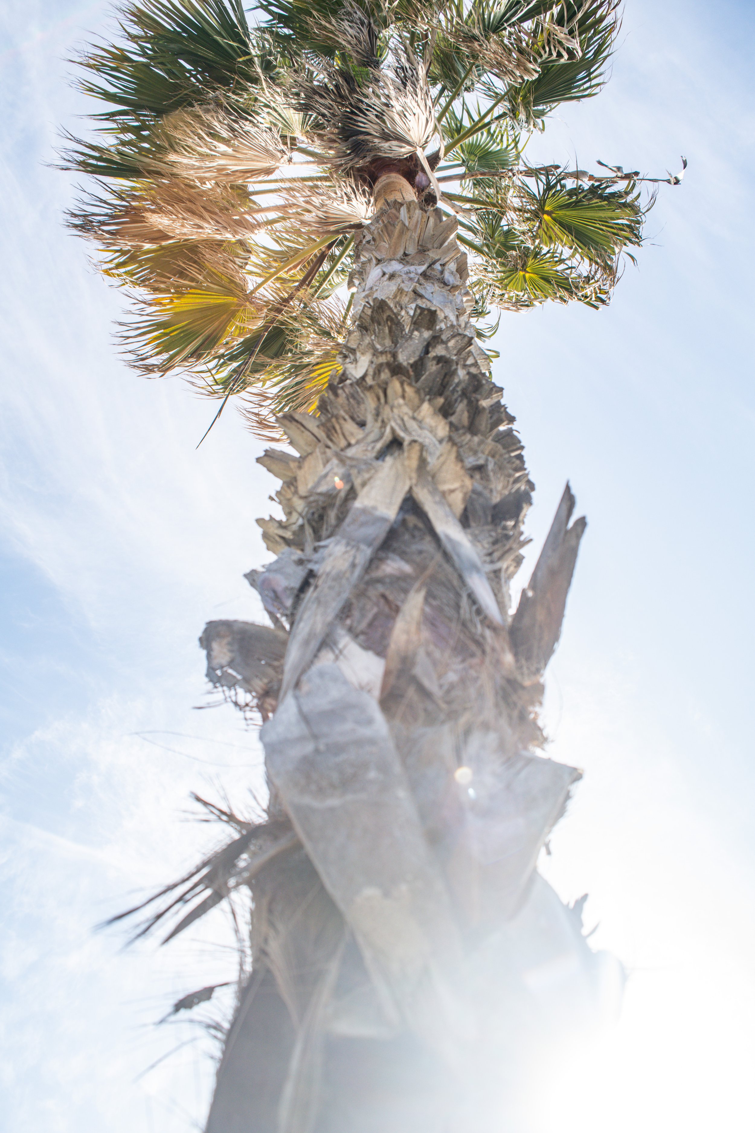 Low-angle view of a tall palm tree against a blue sky with wispy clouds.