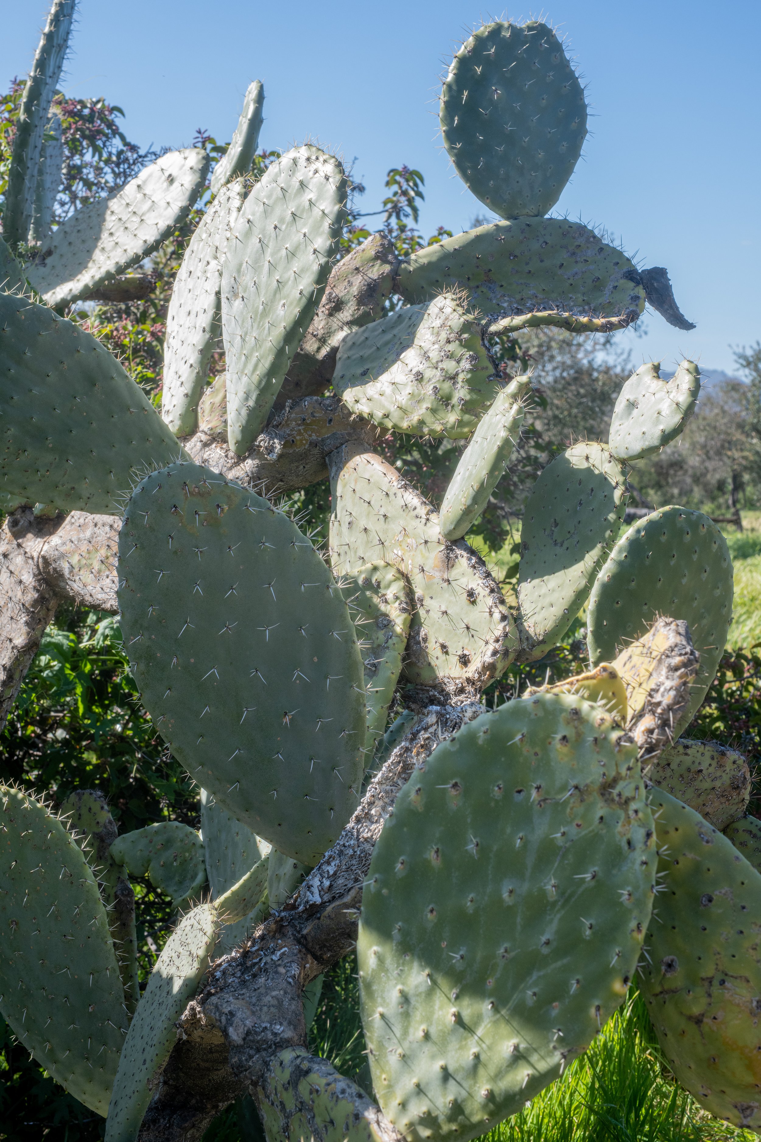 Close-up of prickly pear cactus with flat, green paddles covered in spines, set against a blue sky.
