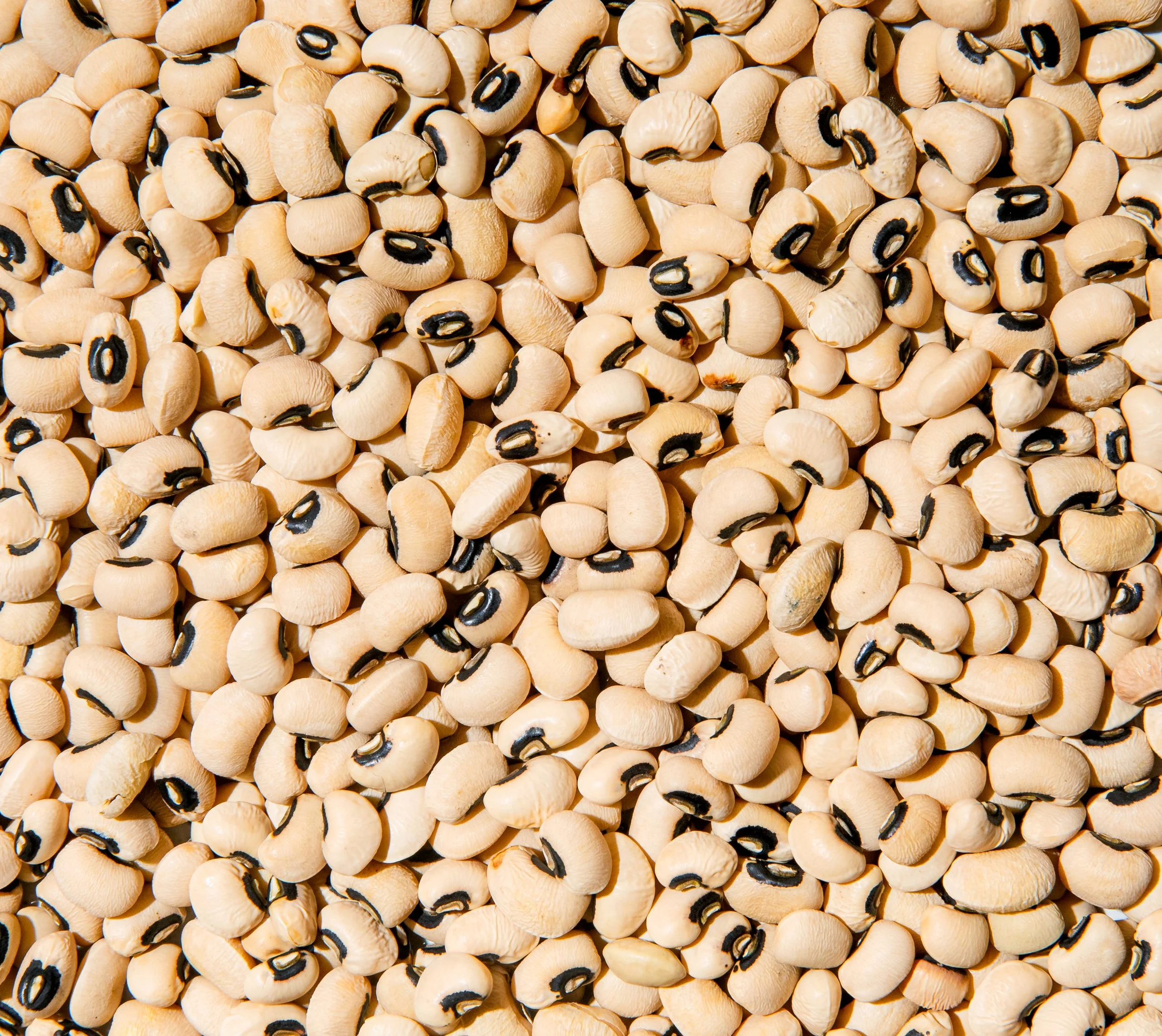 Macro_BlackEyedPeas.jpg