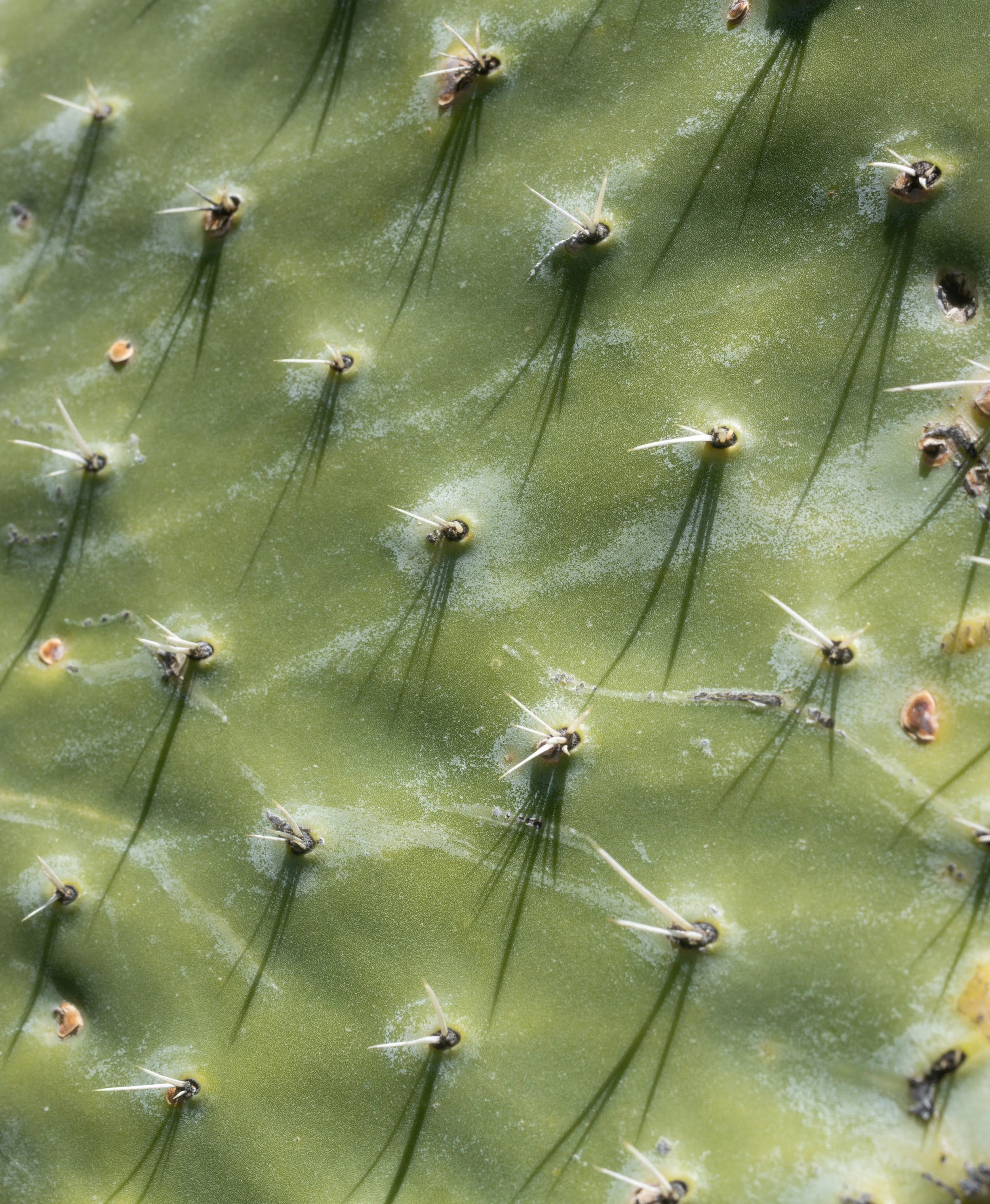 Close-up of a green cactus pad with sharp thorns casting shadows.