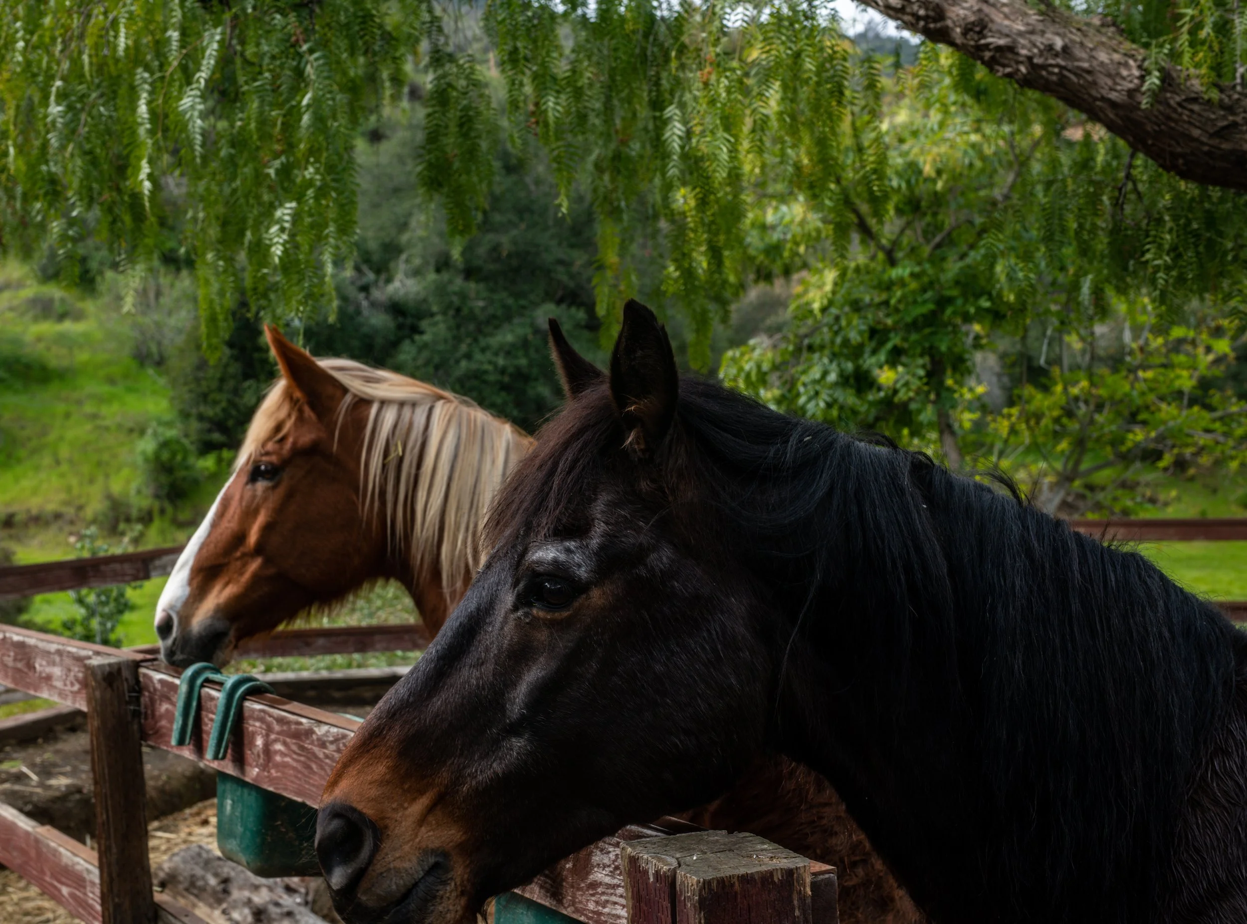 Two horses, one black and one chestnut with a blonde mane, leaning over a wooden fence in a lush green outdoor setting.