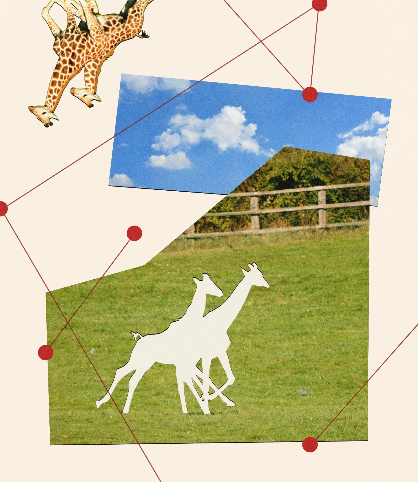 Two baby giraffes are missing. Alicia Silverstone and others want answers.