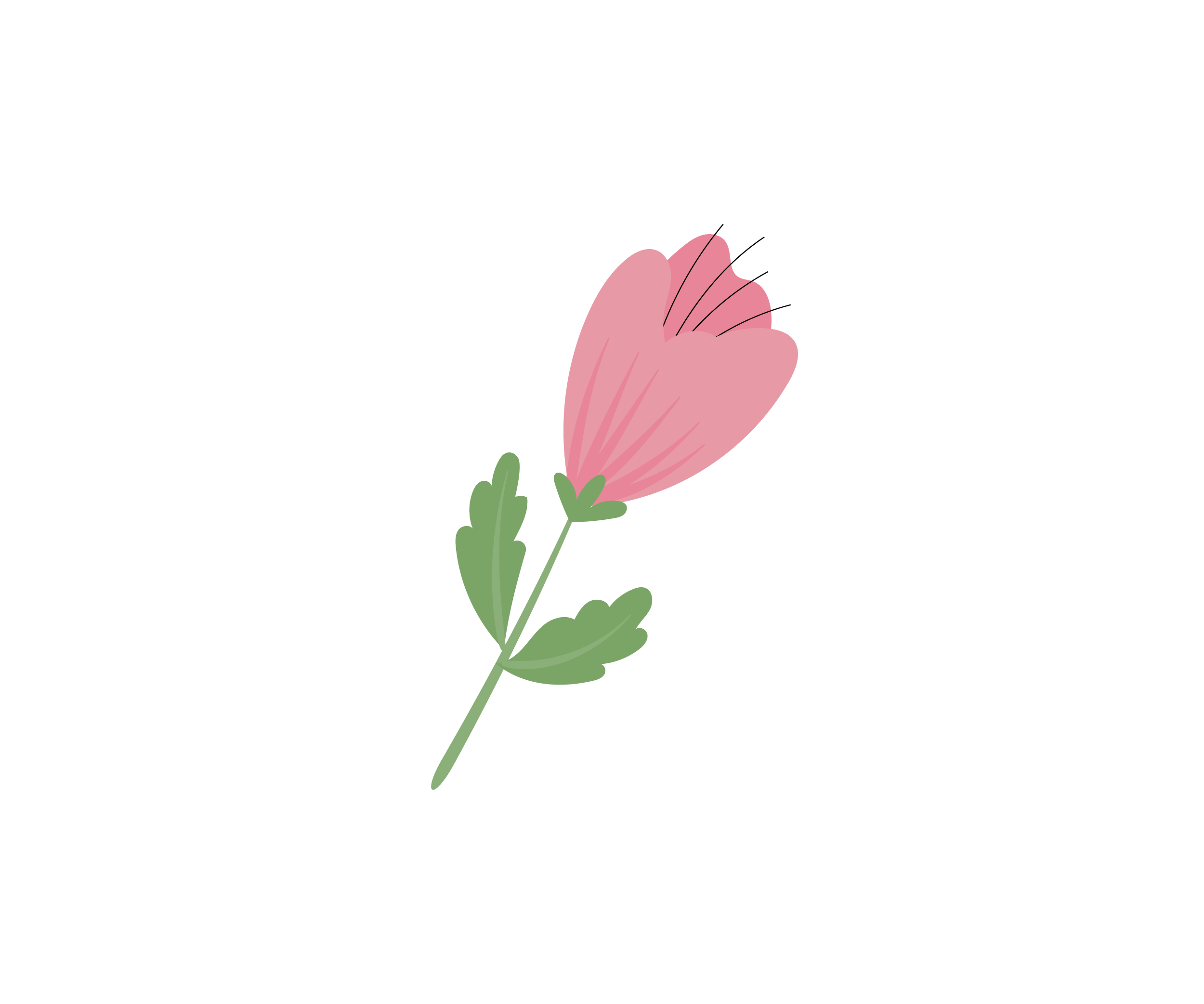 Illustration of a pink flower with green leaves on a black background.