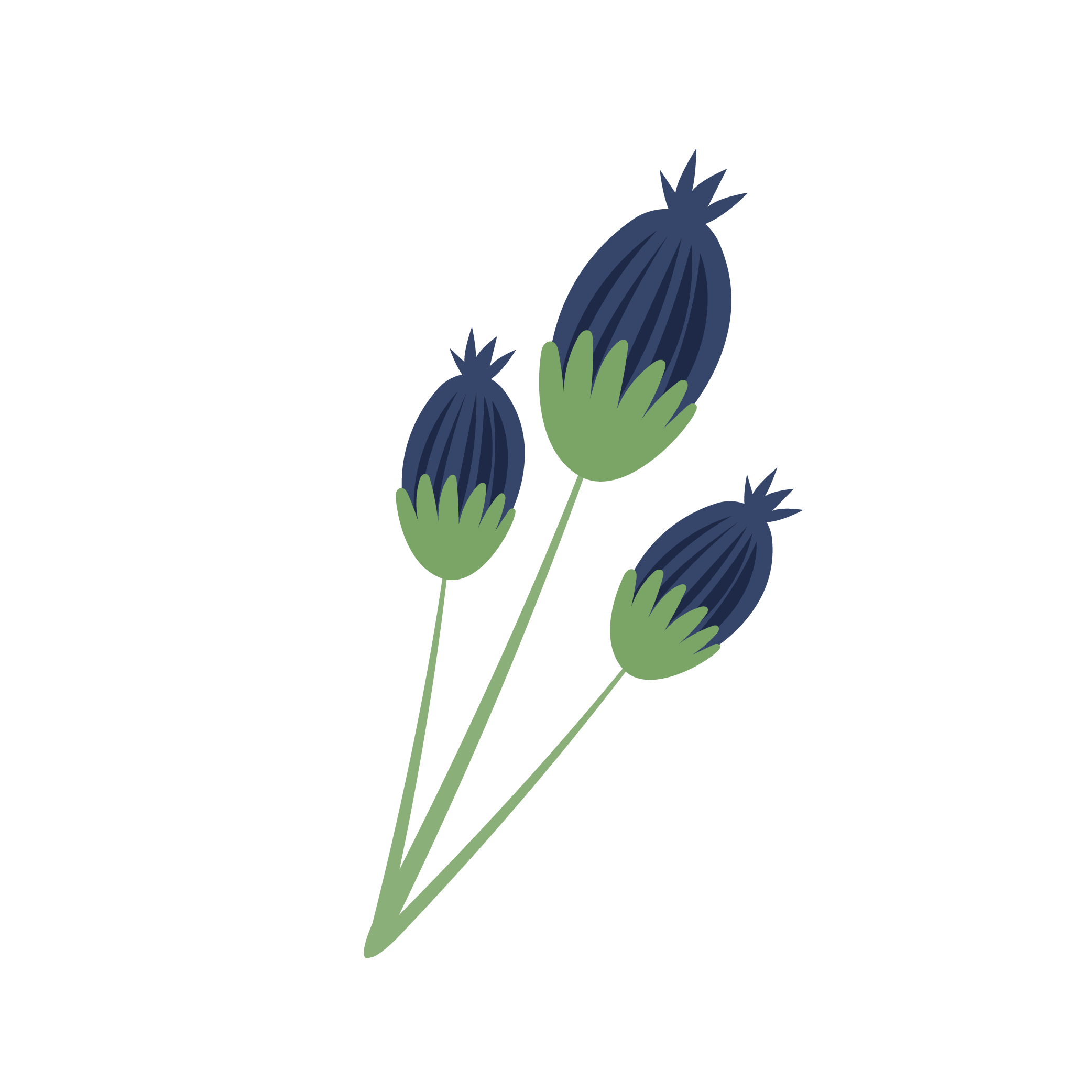 Illustration of three stylized poppy seed pods on stems