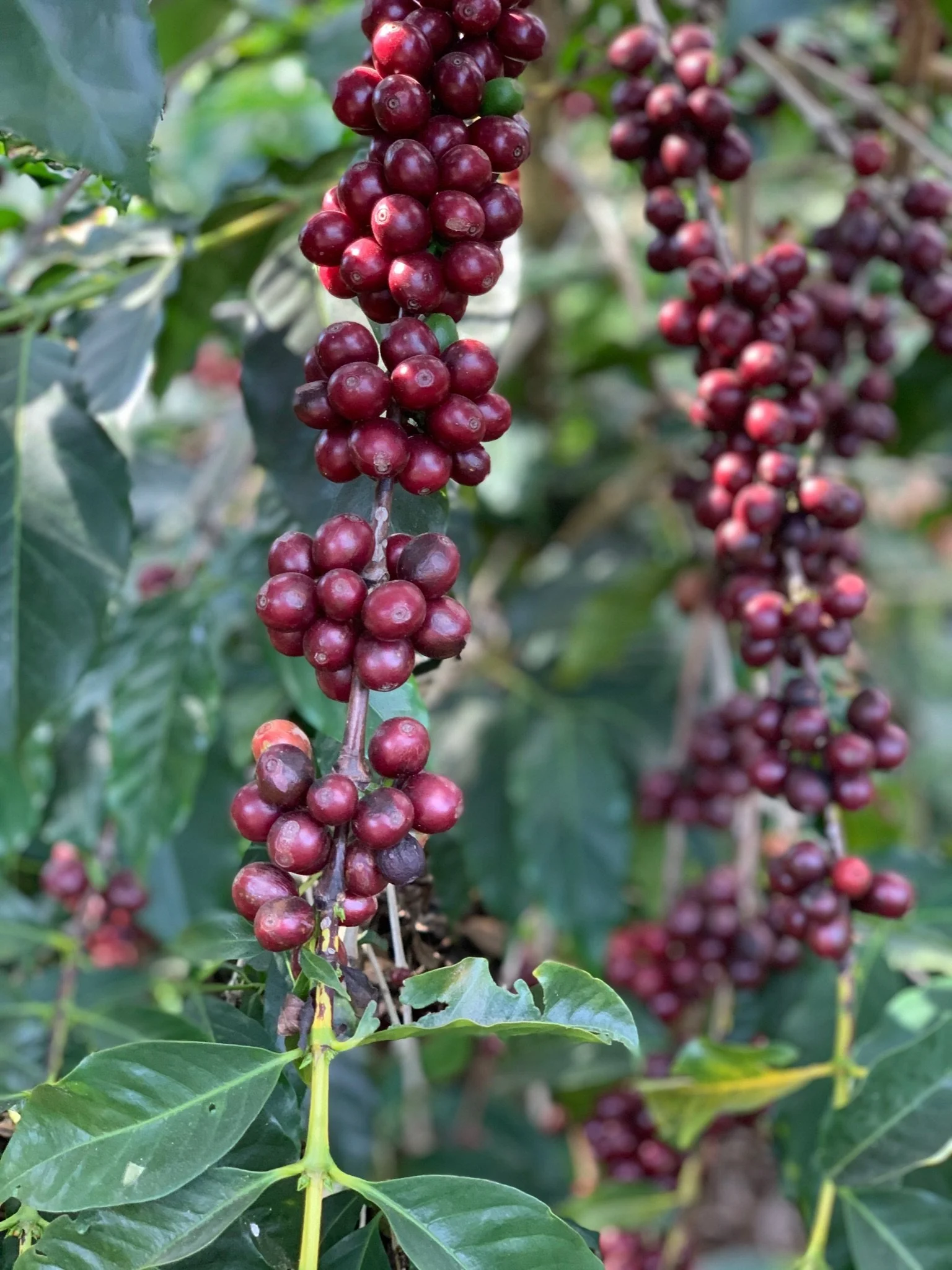 Guatemala farm 4.jpeg