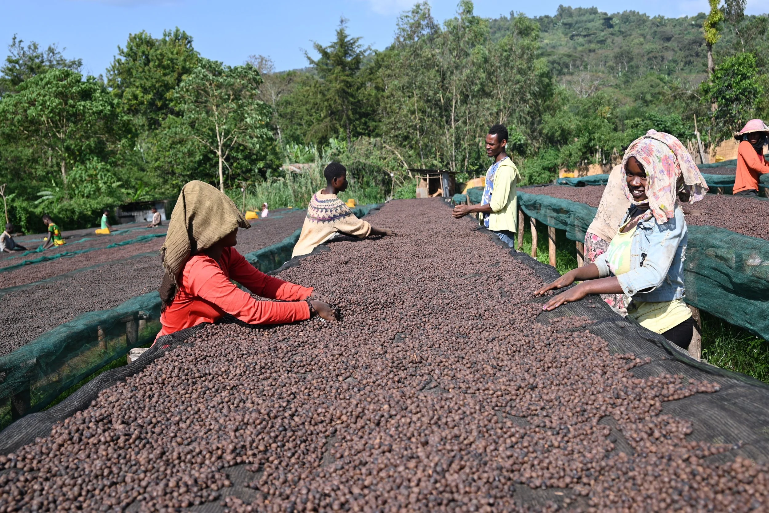 Ethiopia farm 2.jpeg