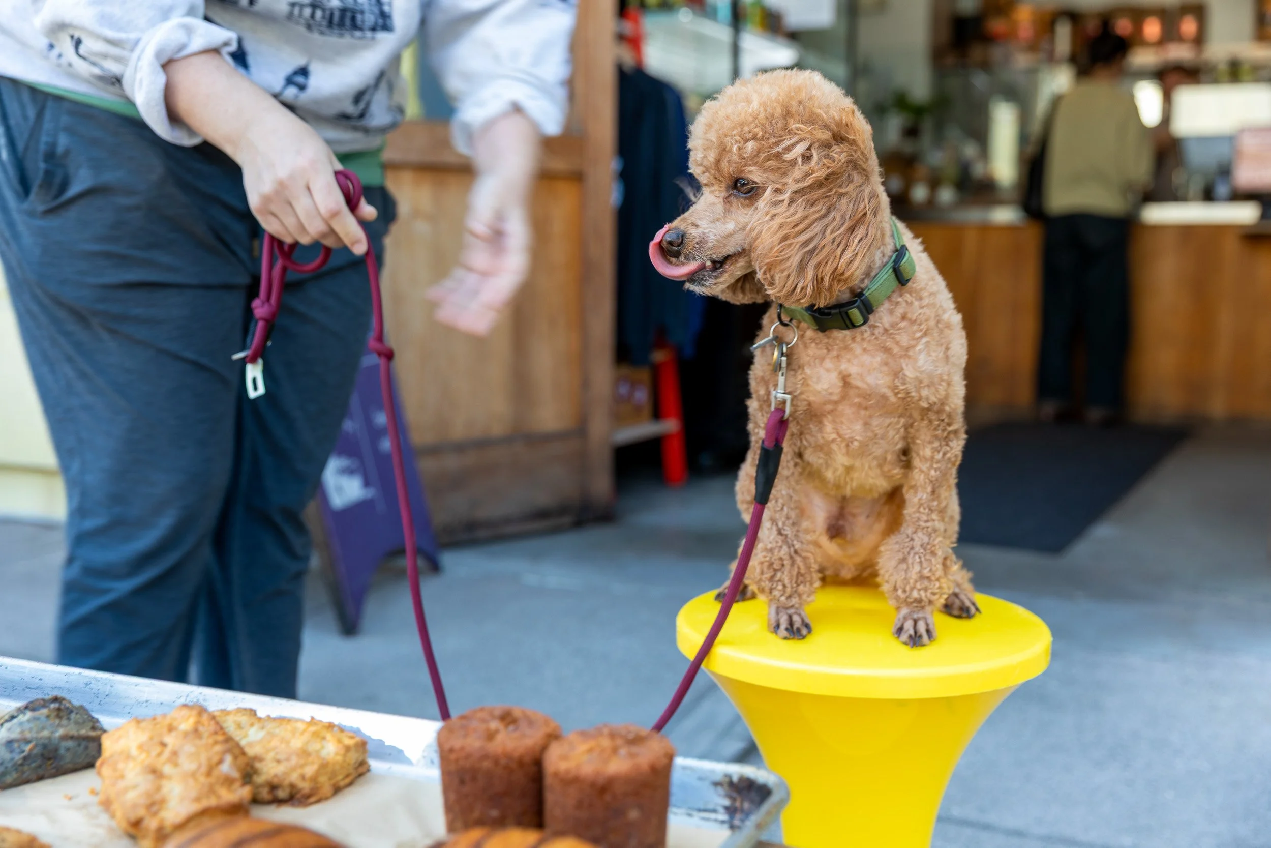 A dog licking its chops looking at Piccino Coffee Bar pastries