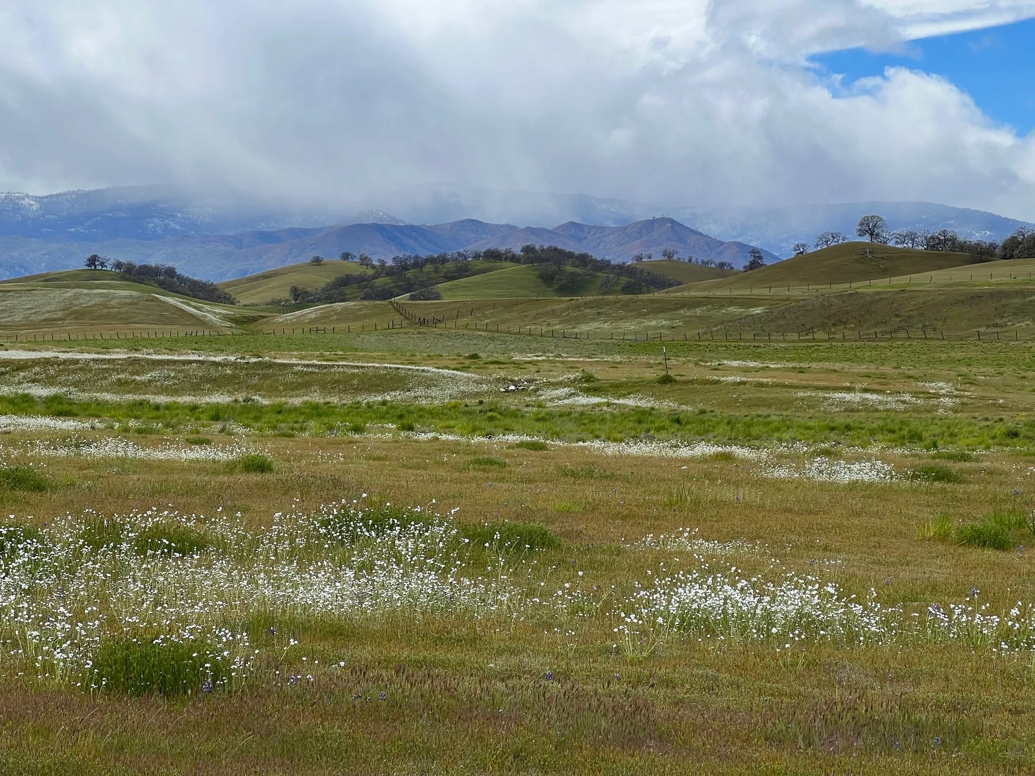 Green pastures with some white wildflowers, mountains and cloudy skies on C&R Ranch in Northern California