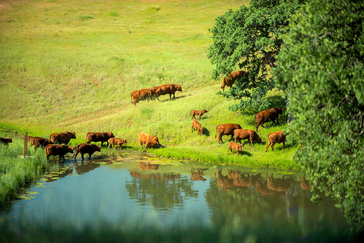 C&R Ranch Quality Beef