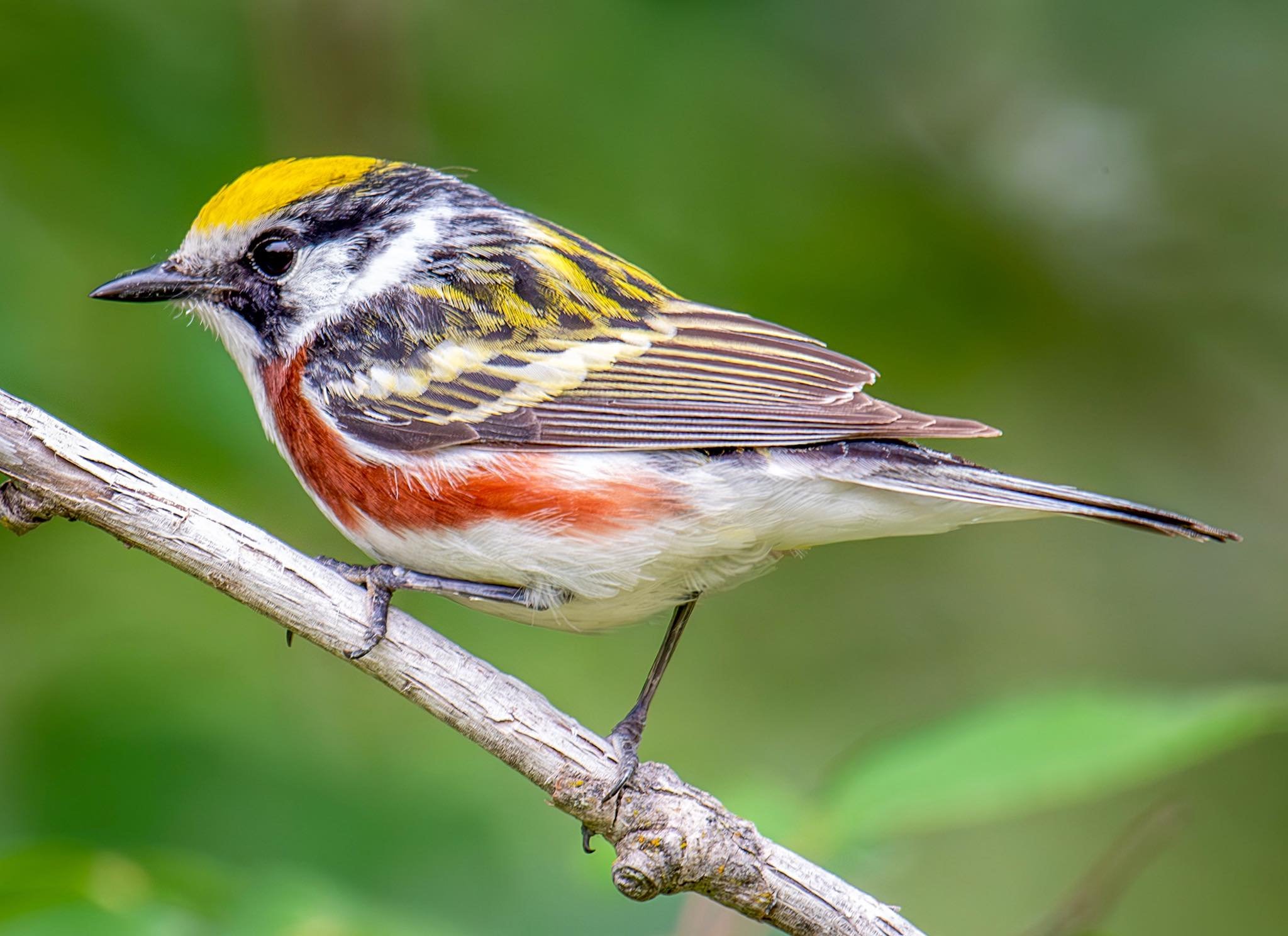 We had a very photogenic Chestnut-sided #warbler hanging out in our backyard this morning. 

#birds #wildlife #photography #Kentucky #shotoncanon
Canon USA