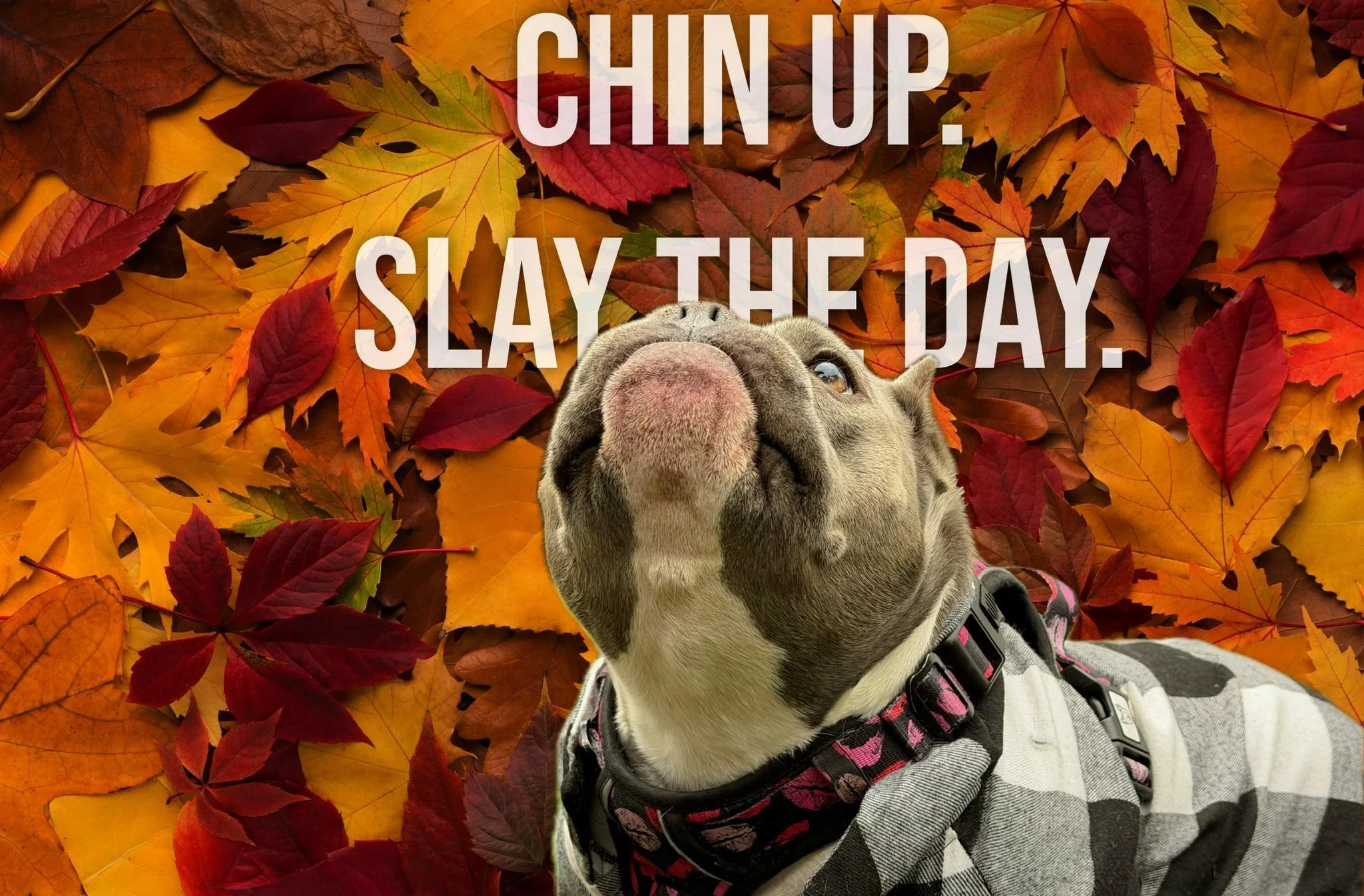 Happy #friday! 🐶🐾🍁🍂