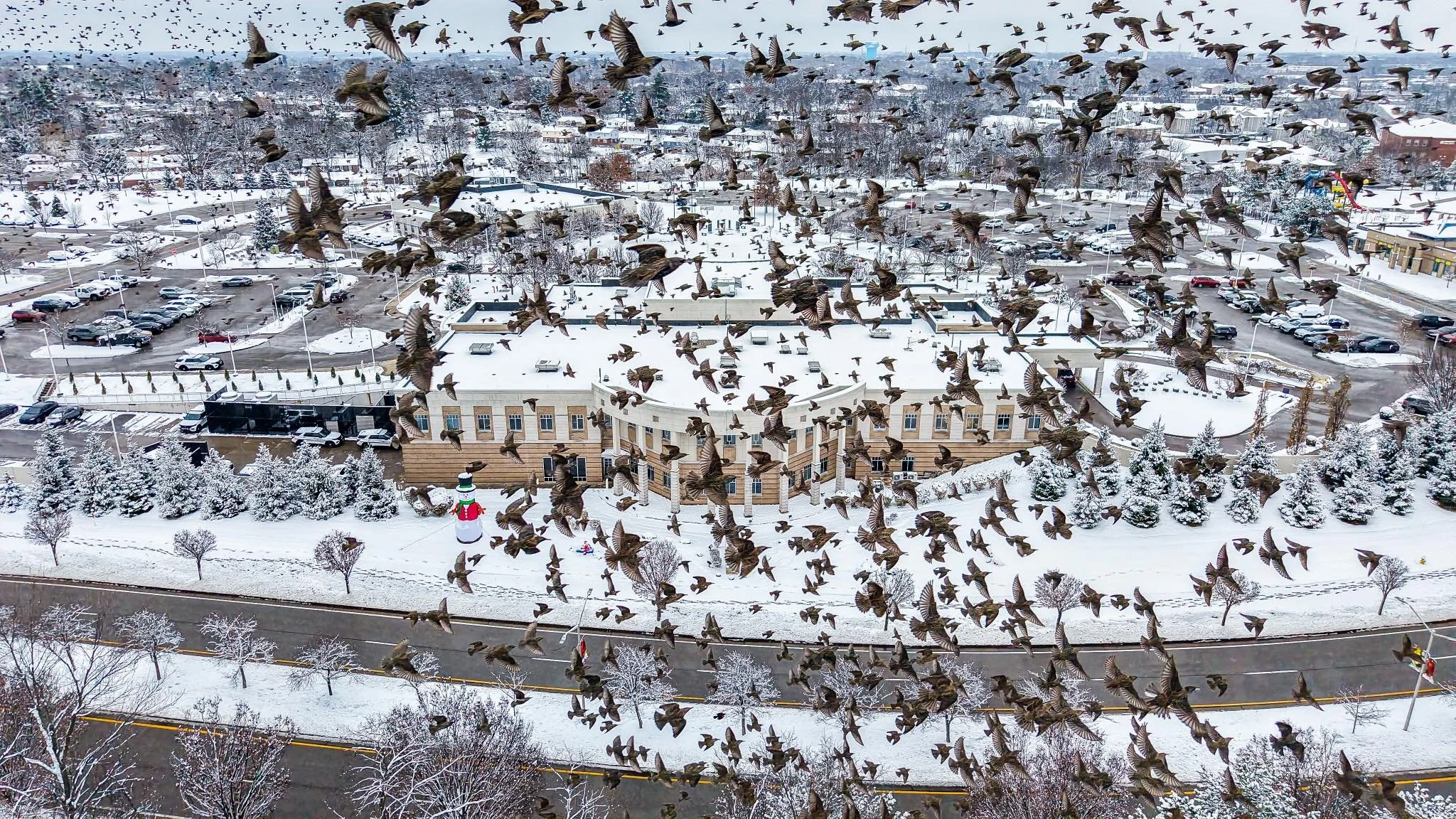 When you accidentally schedule your drone flight during rush hour for birds. 😳 

City of Florence, KY

#birds #drone #photooftheday #nature