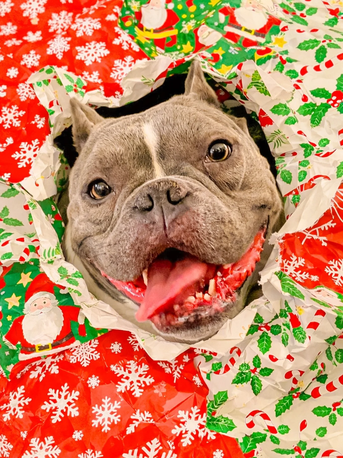 #christmas #wrapping #gift #bulldog #dogstagram