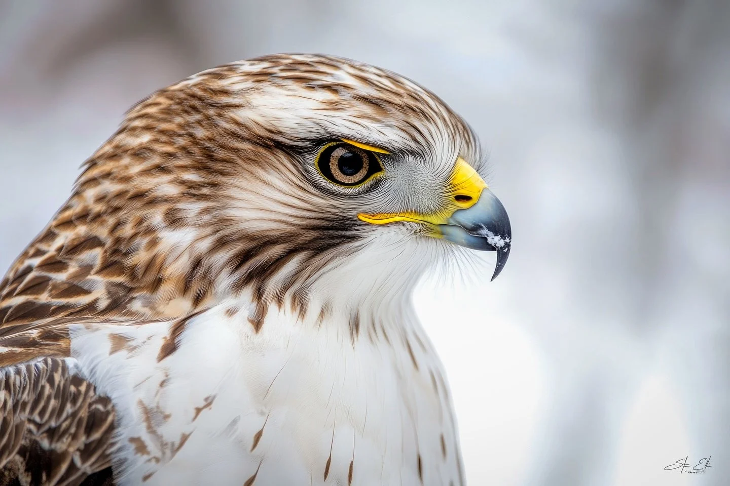 Snow days make the best backdrops. Nature never misses. 

#birds #wildlife #snow #canon #photography

@canonusa