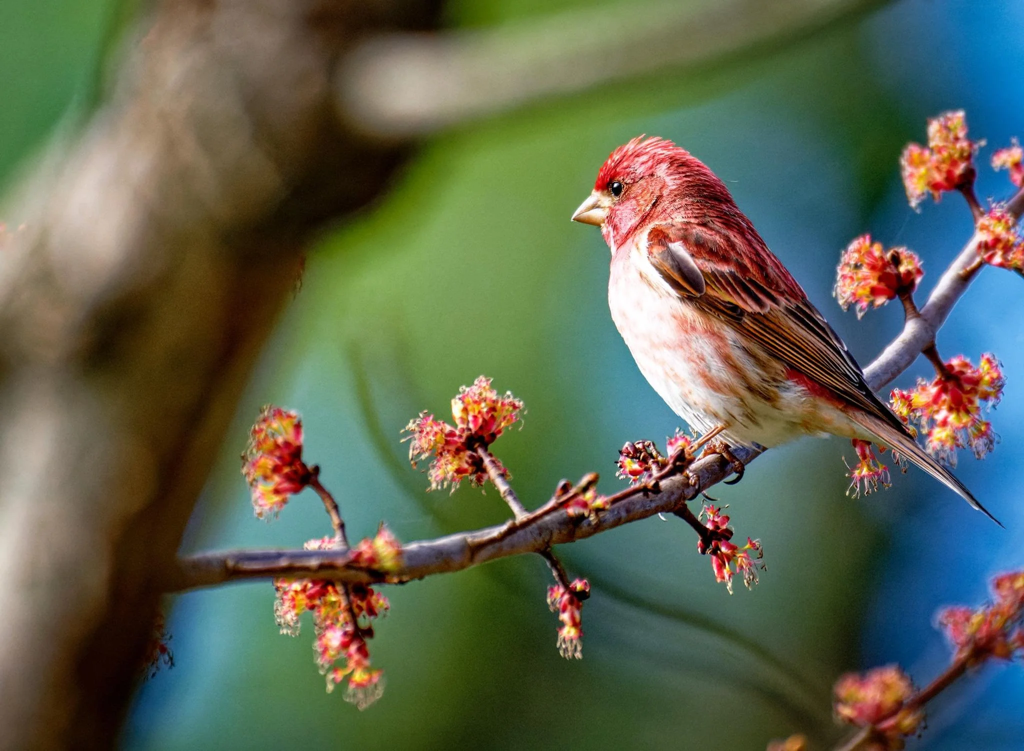 Spring, we&rsquo;ve missed you. 

#birds #nature #wildlife #springvibes #finch