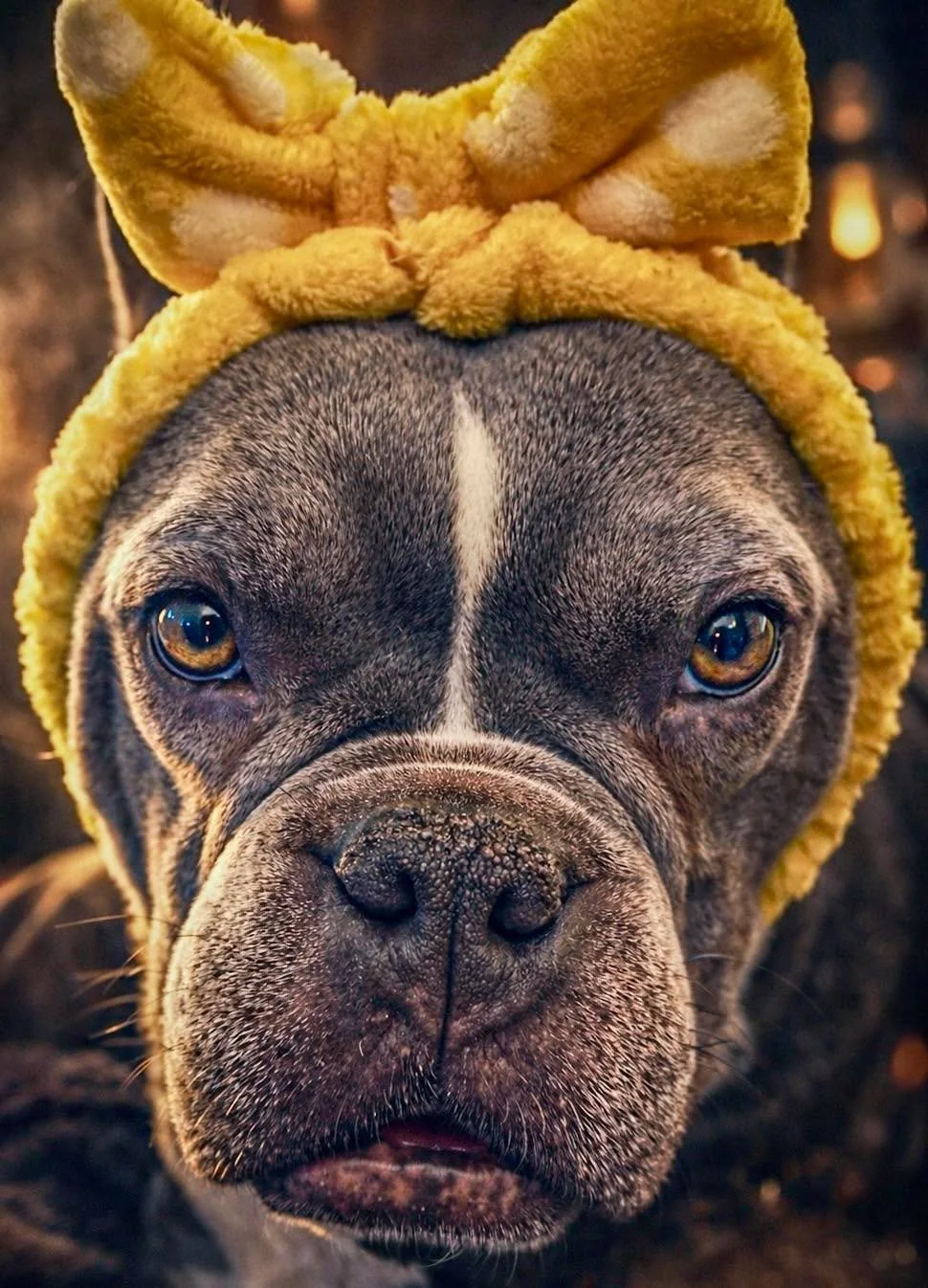 Does anyone else&rsquo;s dog just sit there and stare directly into your soul? 👀🐶

Not blinking.
Not moving.
Just&hellip; judging.

Or is Indy plotting something? 😂