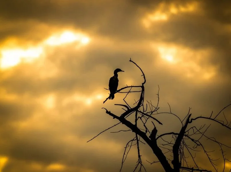 It was a great morning at the @oxbownatureconservancy catching the sunrise and spending time with some friends I haven&rsquo;t seen in a while. Always good to slow down and enjoy a beautiful morning outdoors.

#nature #birds #wildlife #sunrise #photo