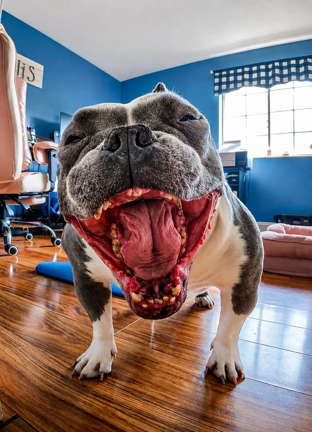The bestest Girl 🐾🦴🐶

#bulldog #frenchbulldog #Frenchie