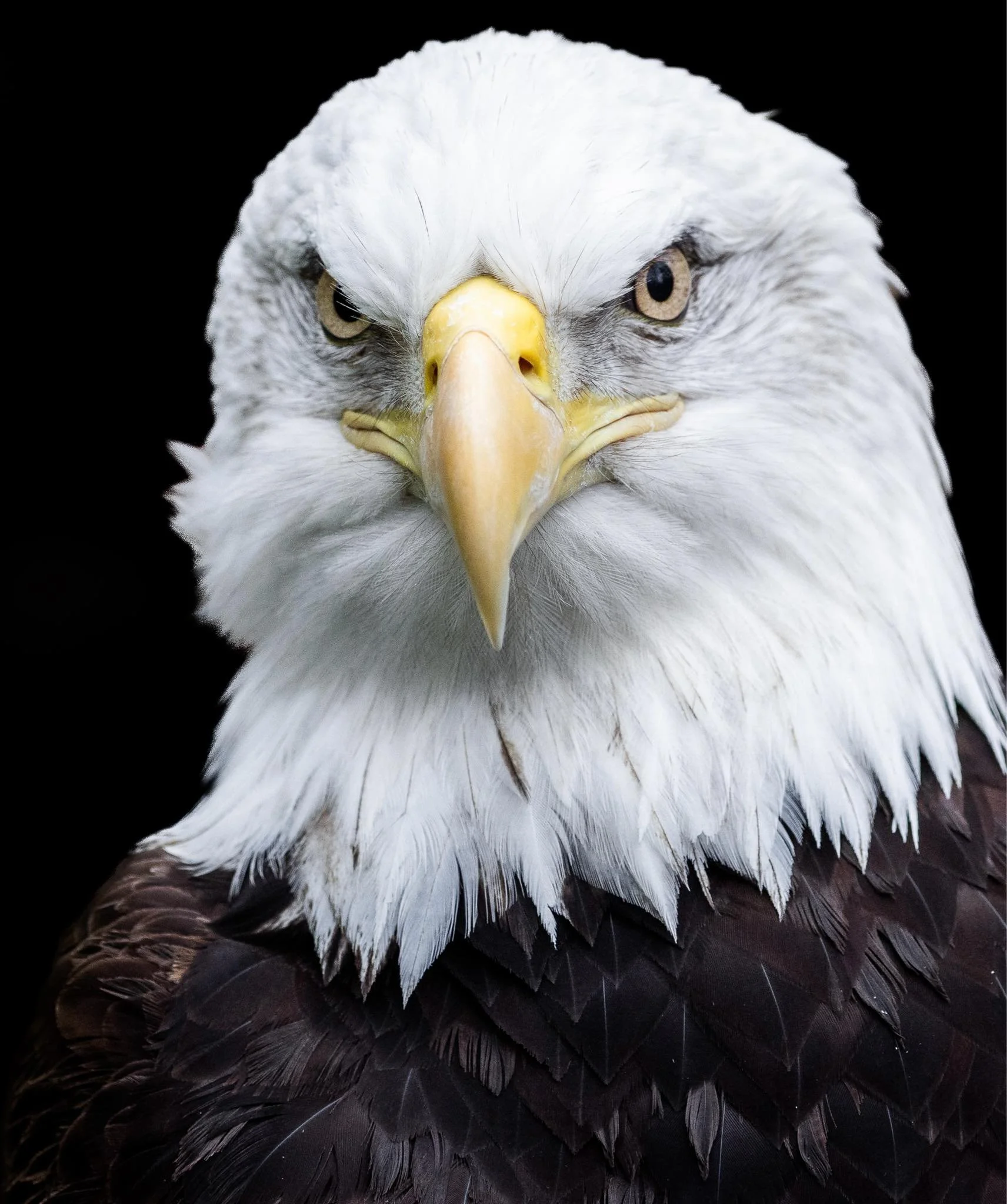 The Eagle never argues with crows, it just lifts its wings and goes. 🦅

📸Foto By Guitto, LLC