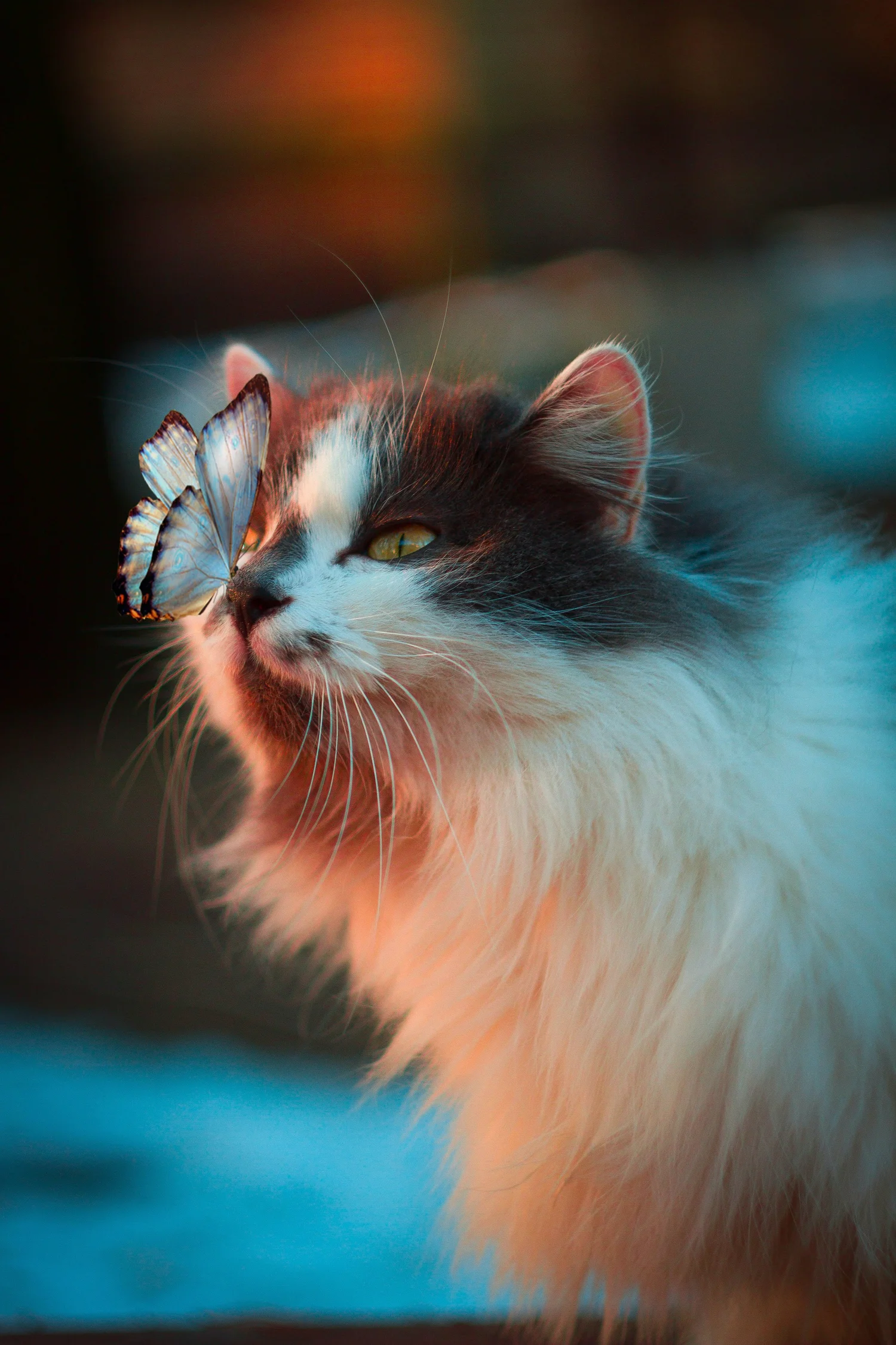 Cat receiving attentive care