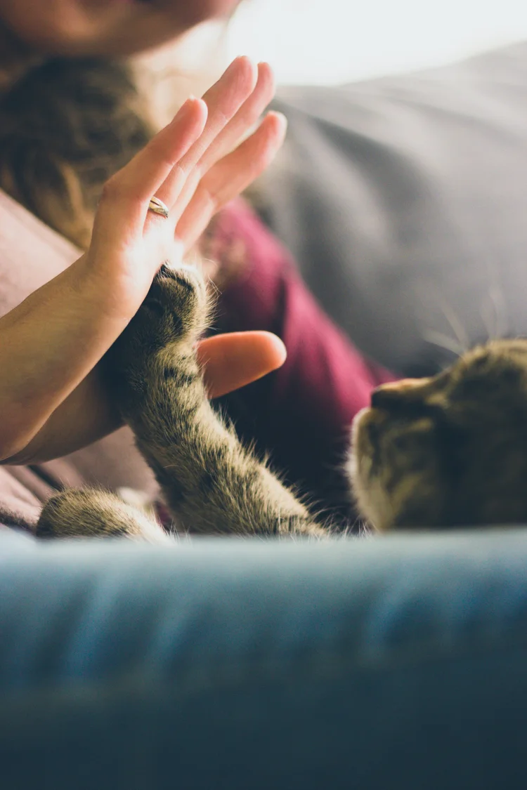 Person gently touching a cat’s paw