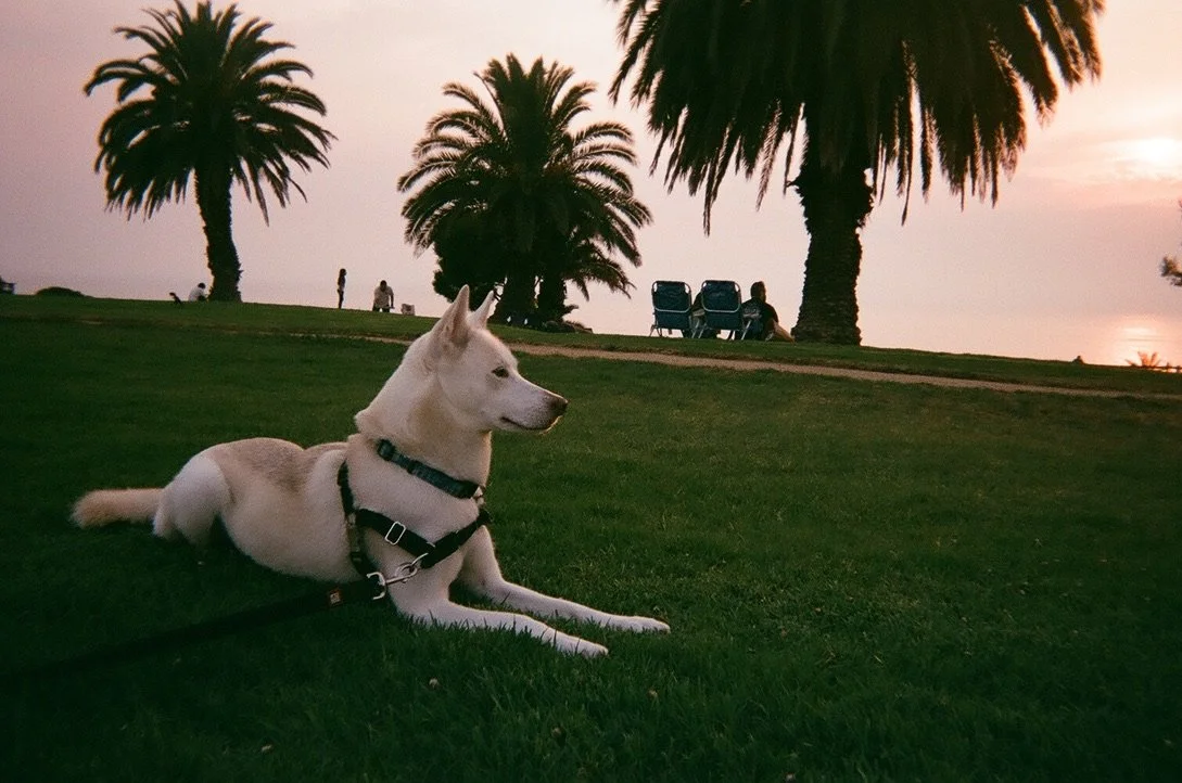 FUJIFILM SUPERIA 400