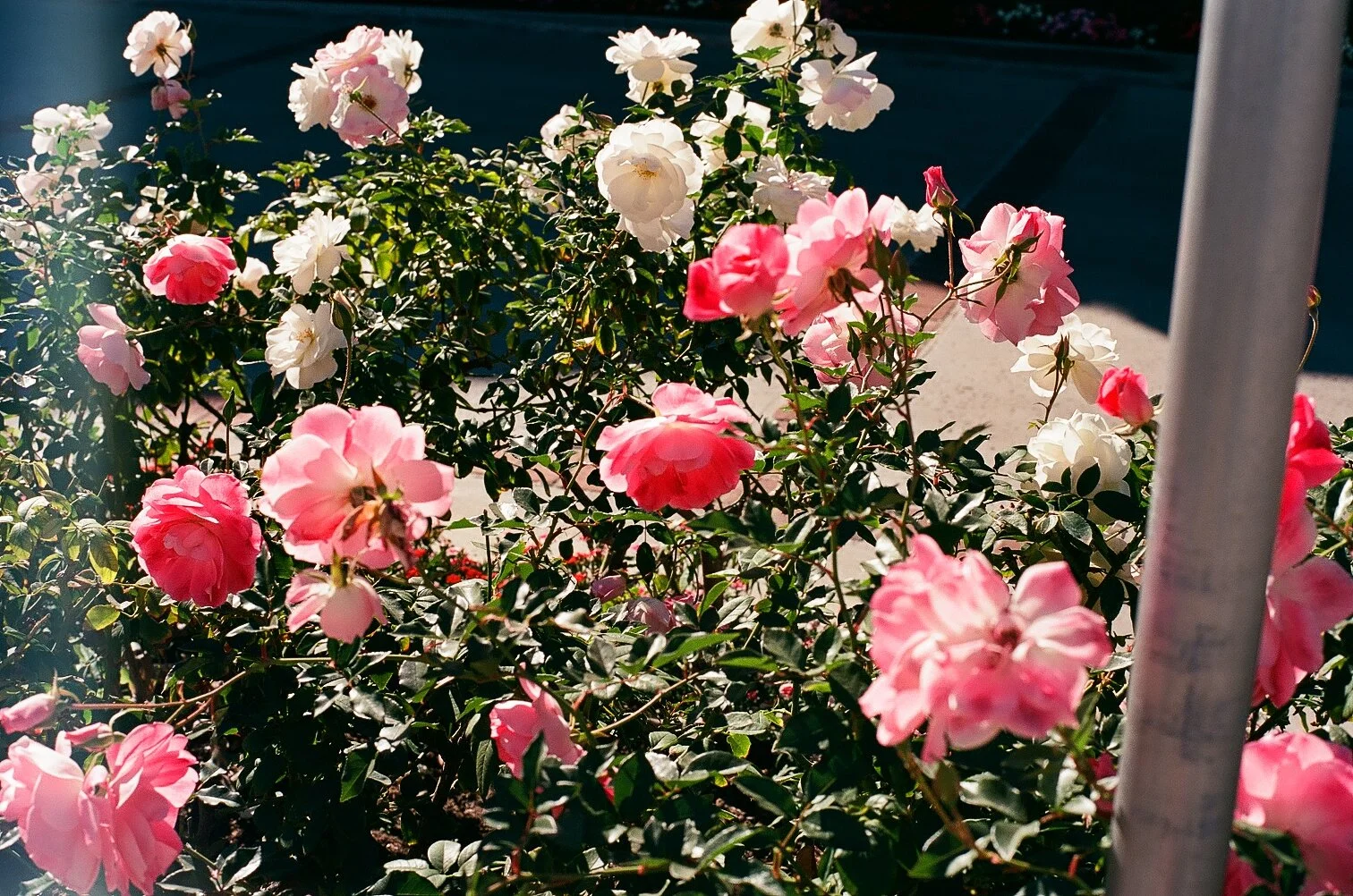 KODAK EKTAR 100 