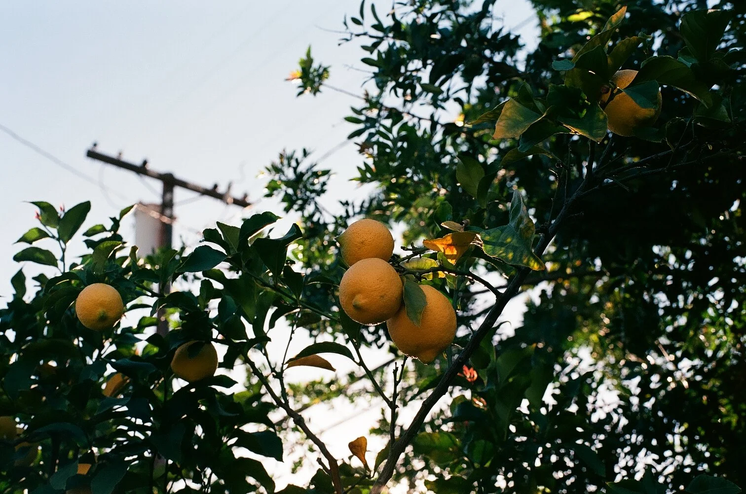 KODAK EKTAR 100 