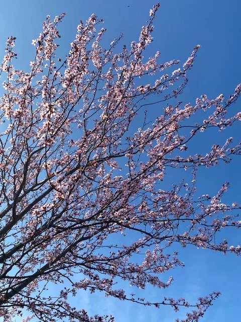 De lente als uitnodiging tot groei: in je lichaam en in je loopbaan