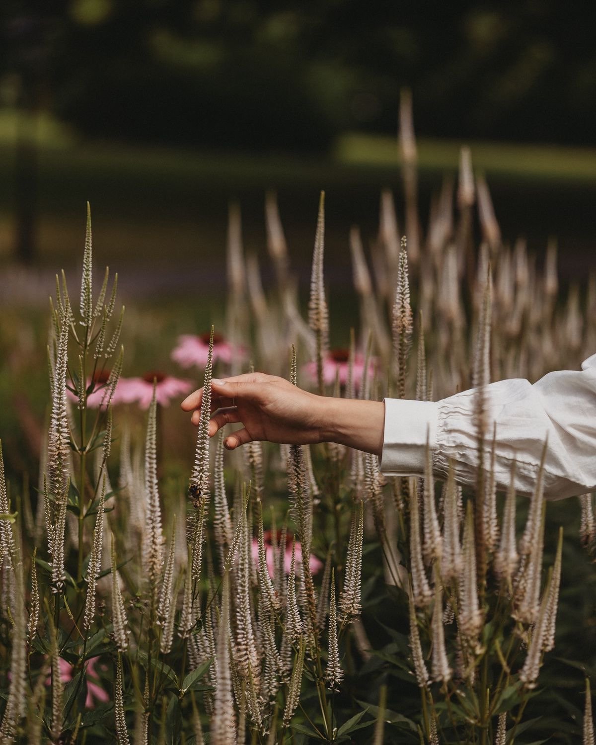 Kräuterführung durch den Medizinalgarten