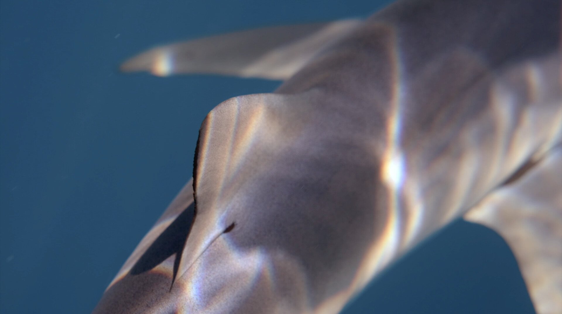 Film Programme: “Coexistence” 