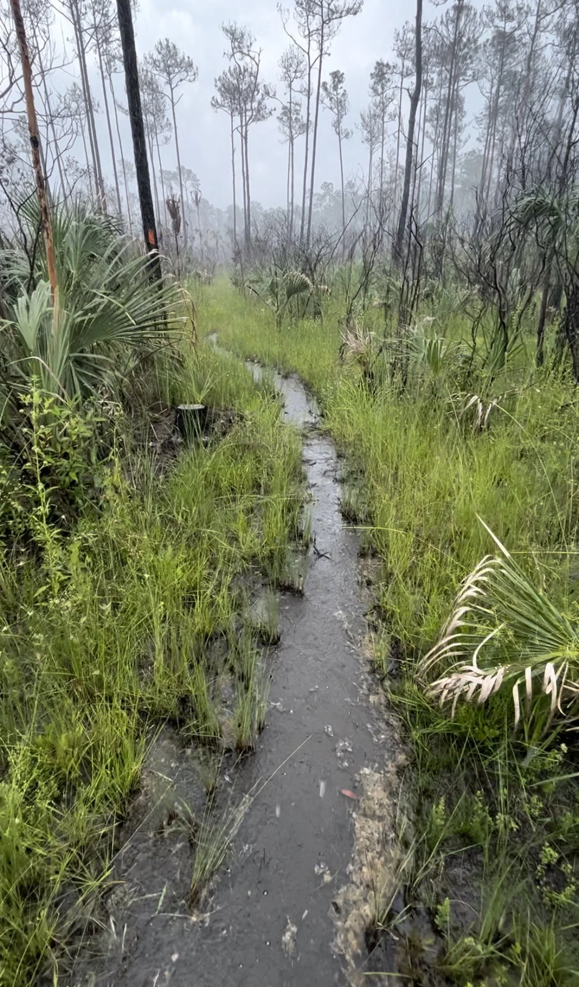 (Sixth) Ornstein_Thumbnail.jpeg