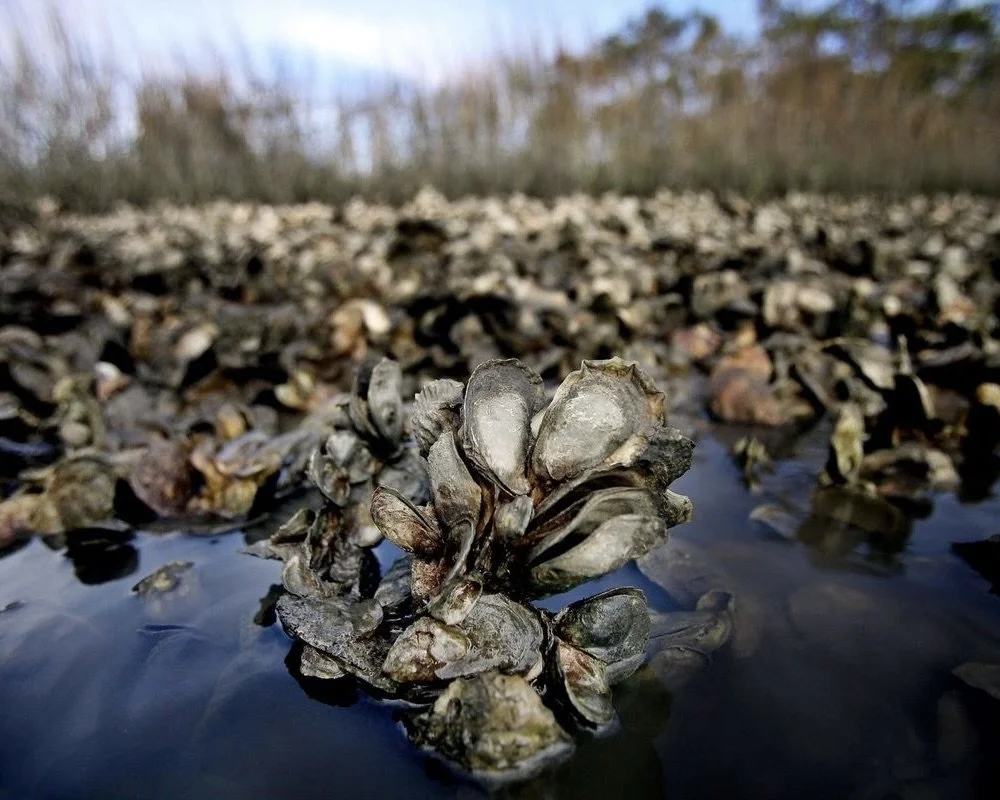 Oyster Cluster.jpeg