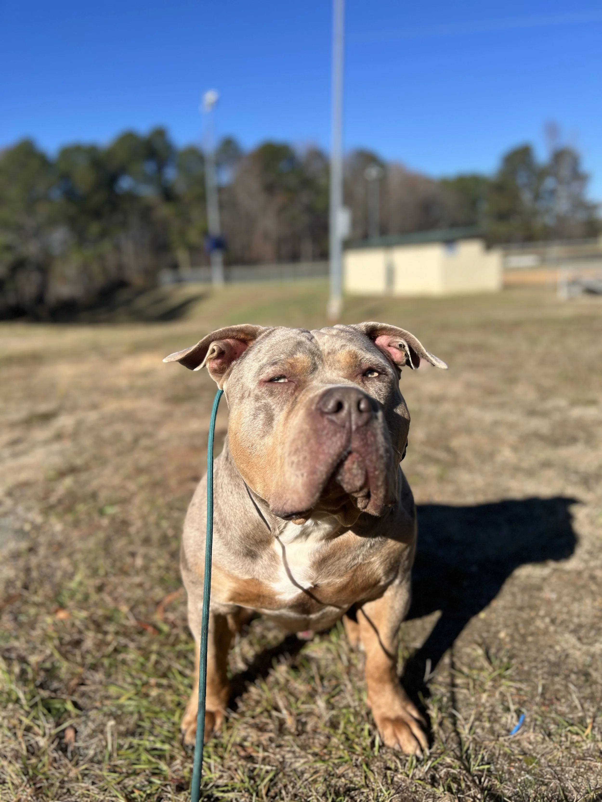 Bully Breed Training