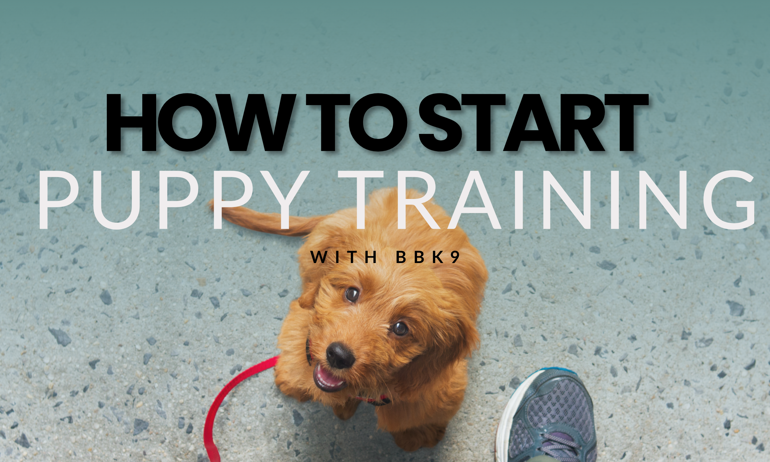 How to start puppy training