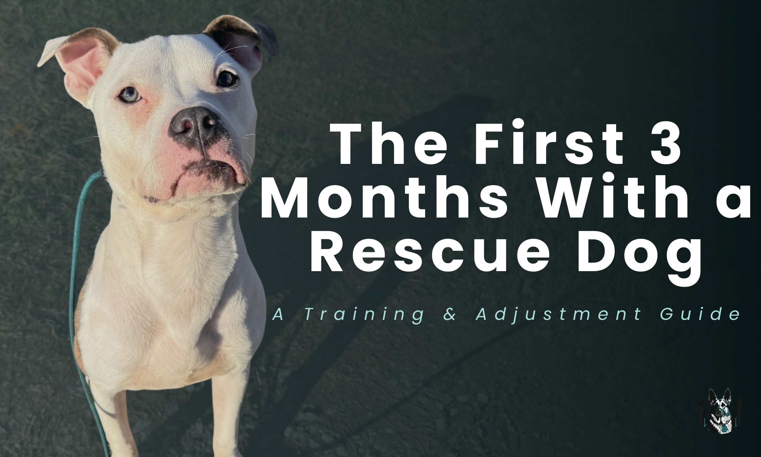 The First 3 Months With a Rescue Dog: A Training &amp; Adjustment Guide