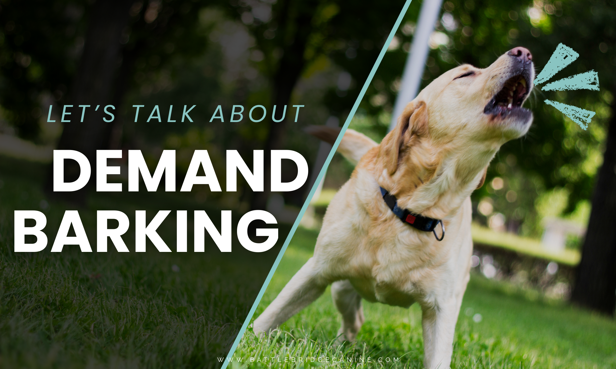 Demand Barking: What It Is, Why It Happens, and How to Stop It