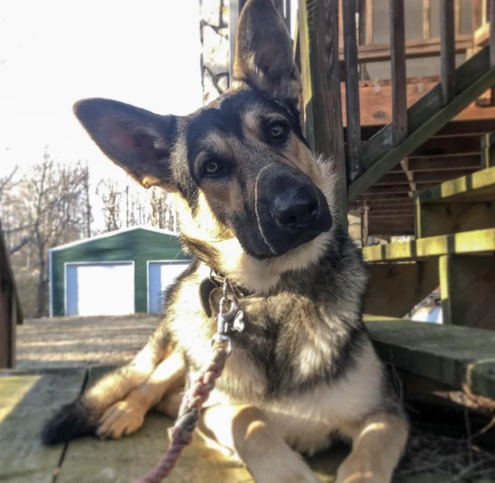 Battle Bridge Canine NC Dog Training