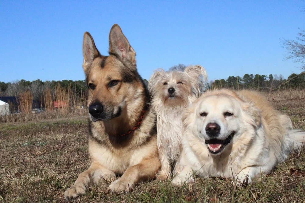 Battle Bridge Canine NC Dog Training