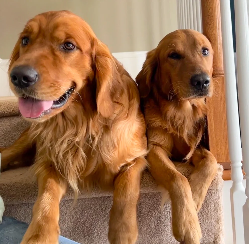 Battle Bridge Canine NC Dog Training