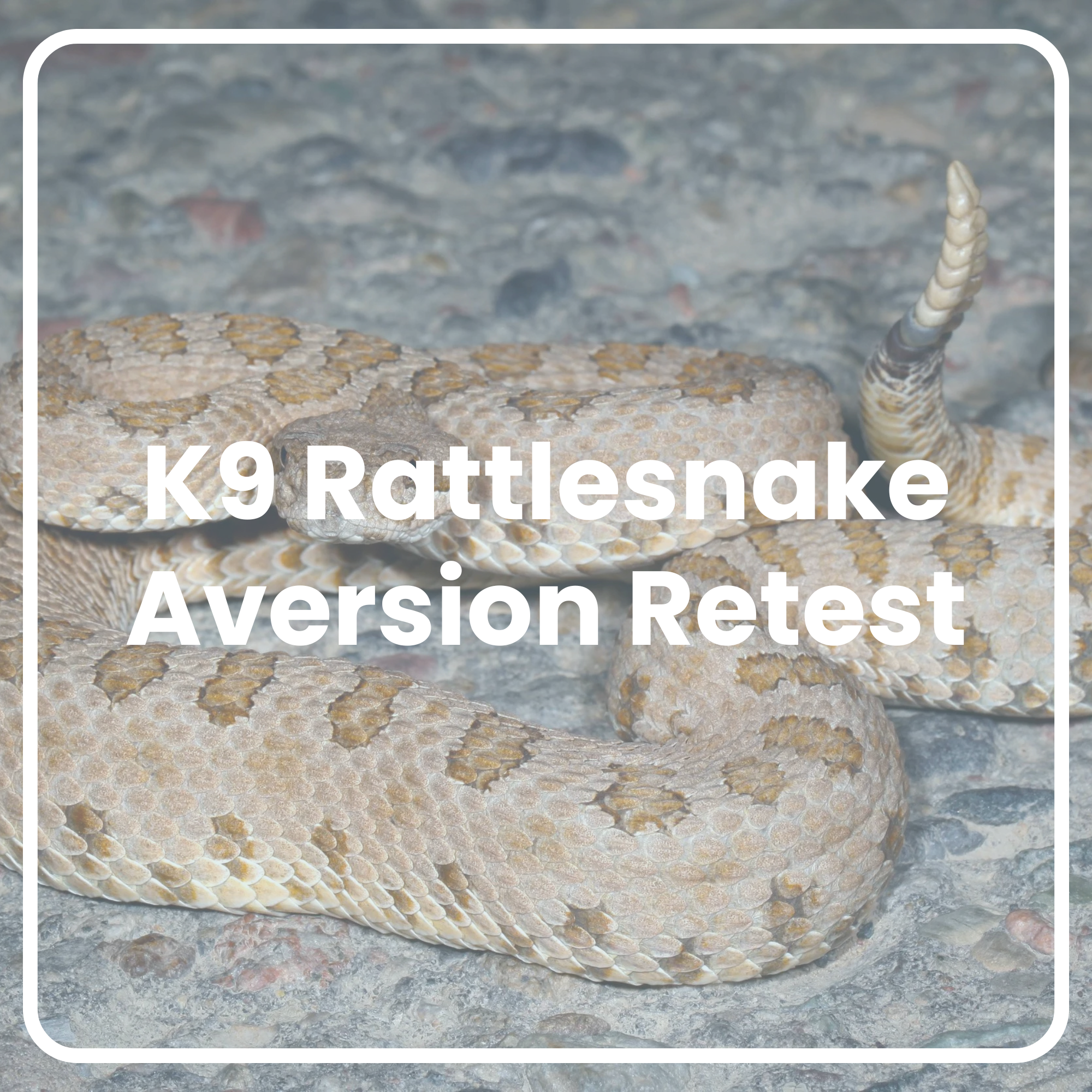 K9 Rattlesnake Aversion Retest