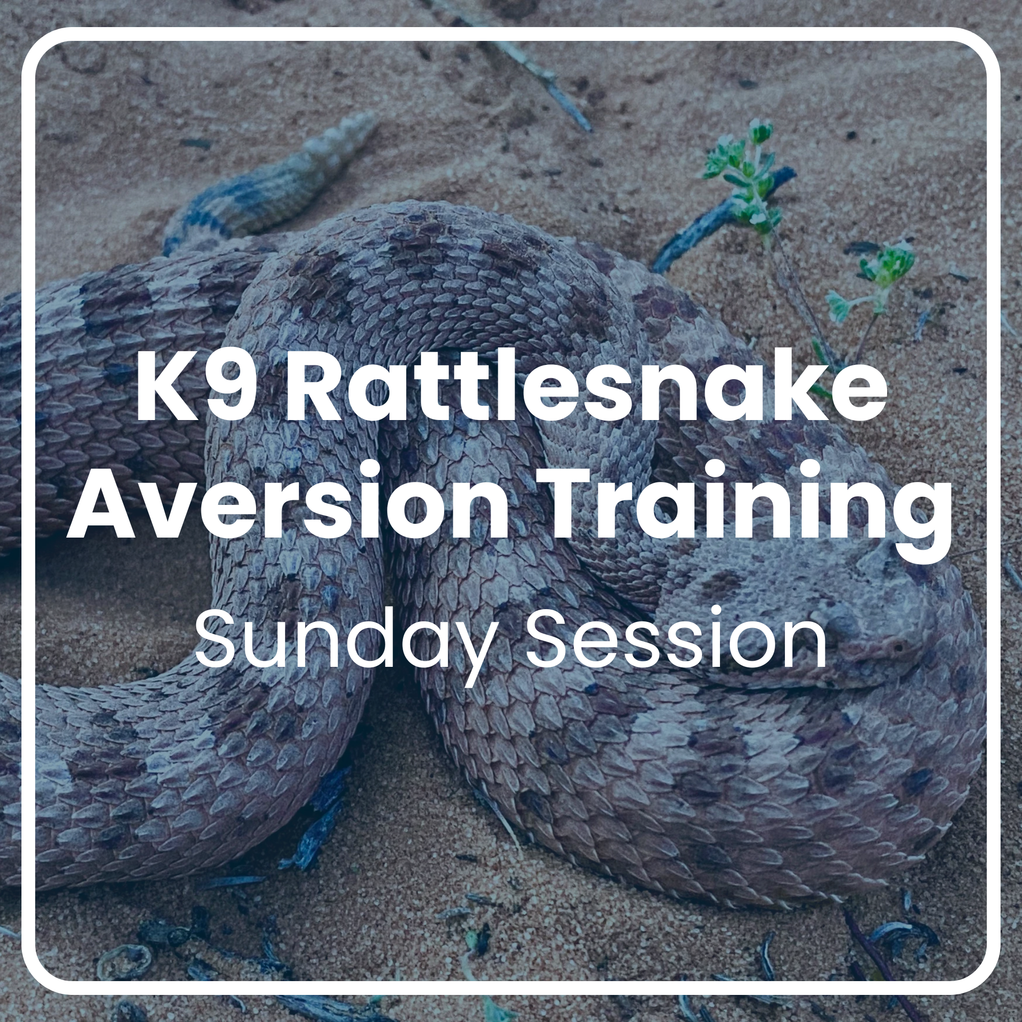 K9 Rattlesnake Aversion Training: Sunday Sessions