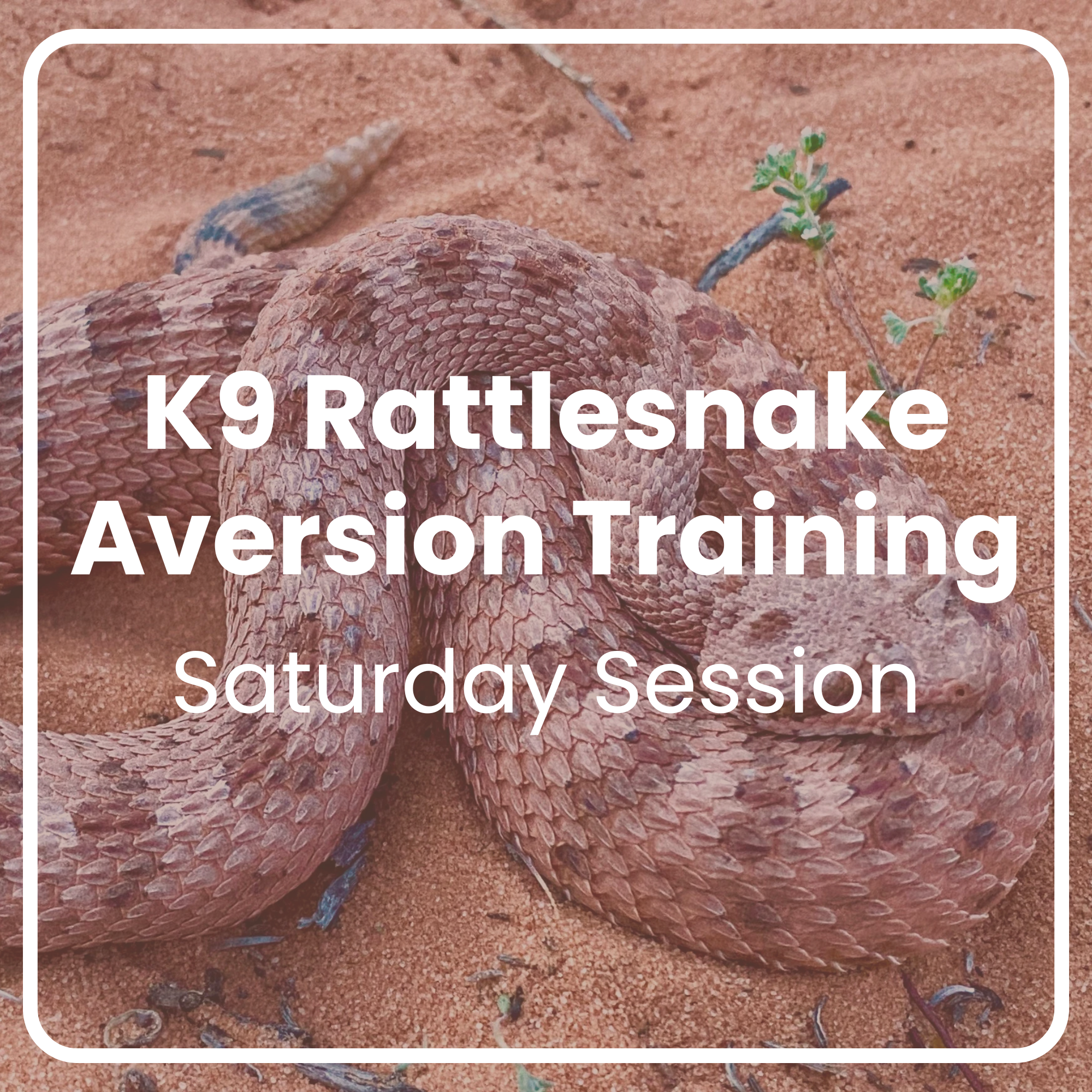 K9 Rattlesnake Aversion Training: Saturday Sessions
