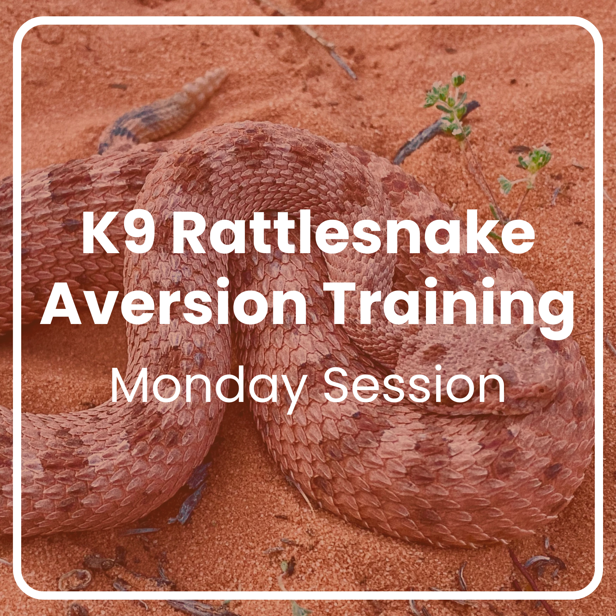 K9 Rattlesnake Aversion Training: Monday Sessions