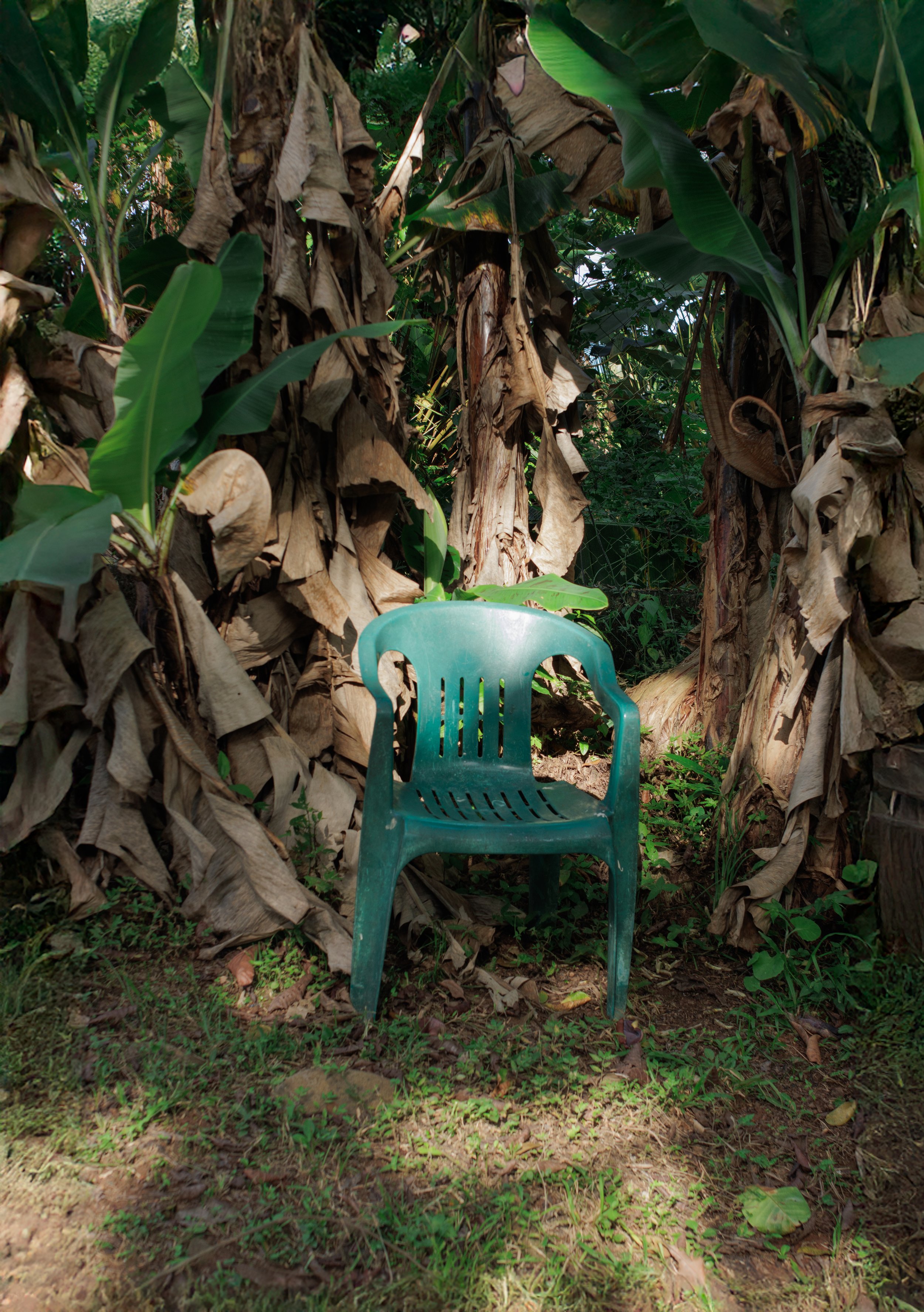 A blue plastic chair in a garden with banana trees and green foliage.