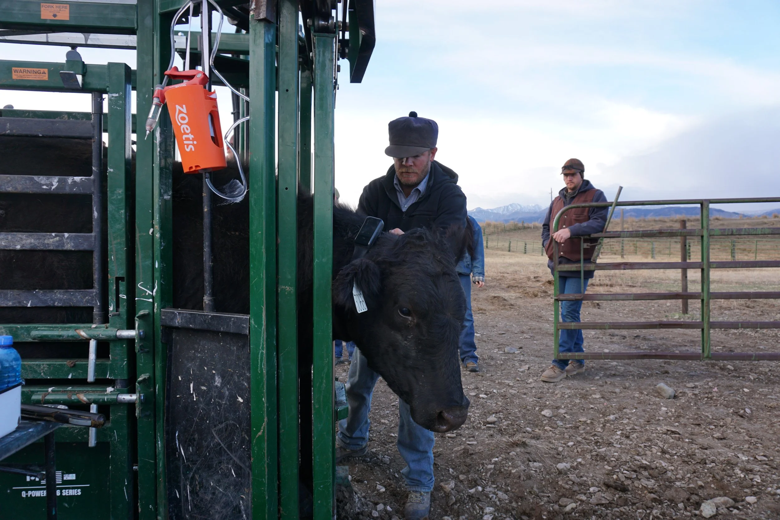 Two men are working with a calf at a farm, with one man holding the calf in a cattle chute and the other standing nearby. There are mountains in the background and a blue sky.