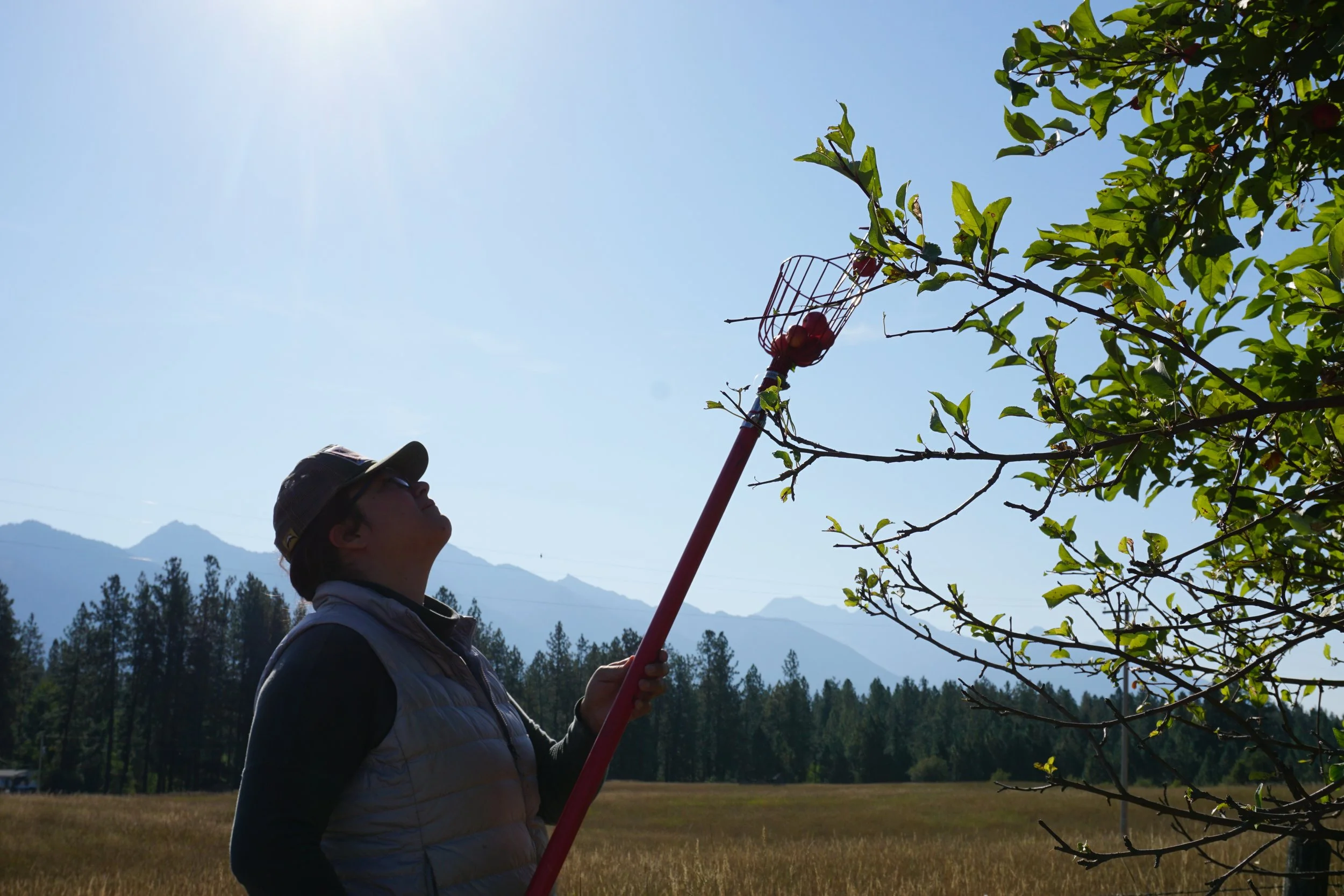 A person wearing a cap and glasses standing outdoors during daytime, reaching up with a pole to pick fruit from a tree branch against a background of mountains and a clear sky.