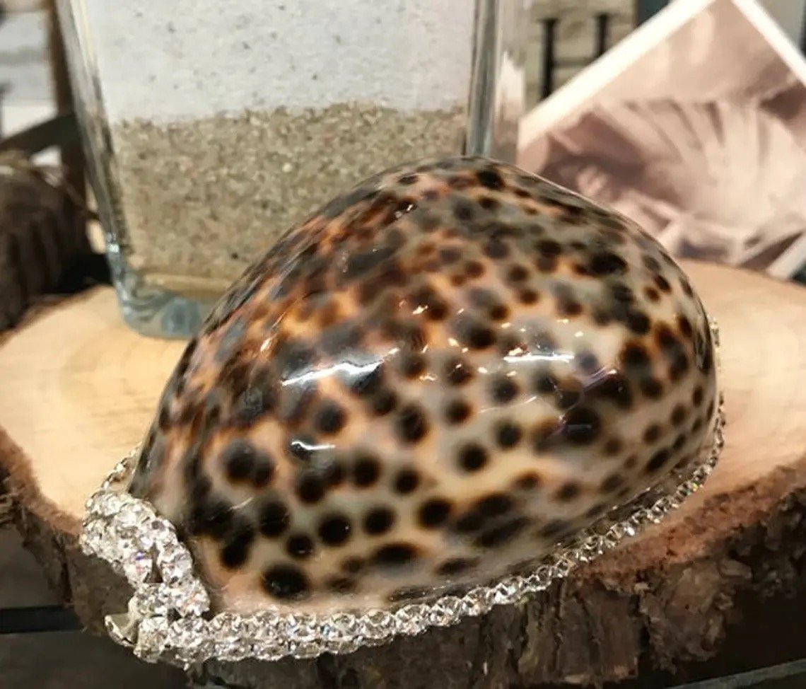 Cowrie-01.jpeg