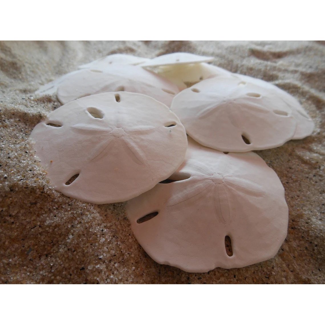10-M-Sand-Dollars-01.jpg